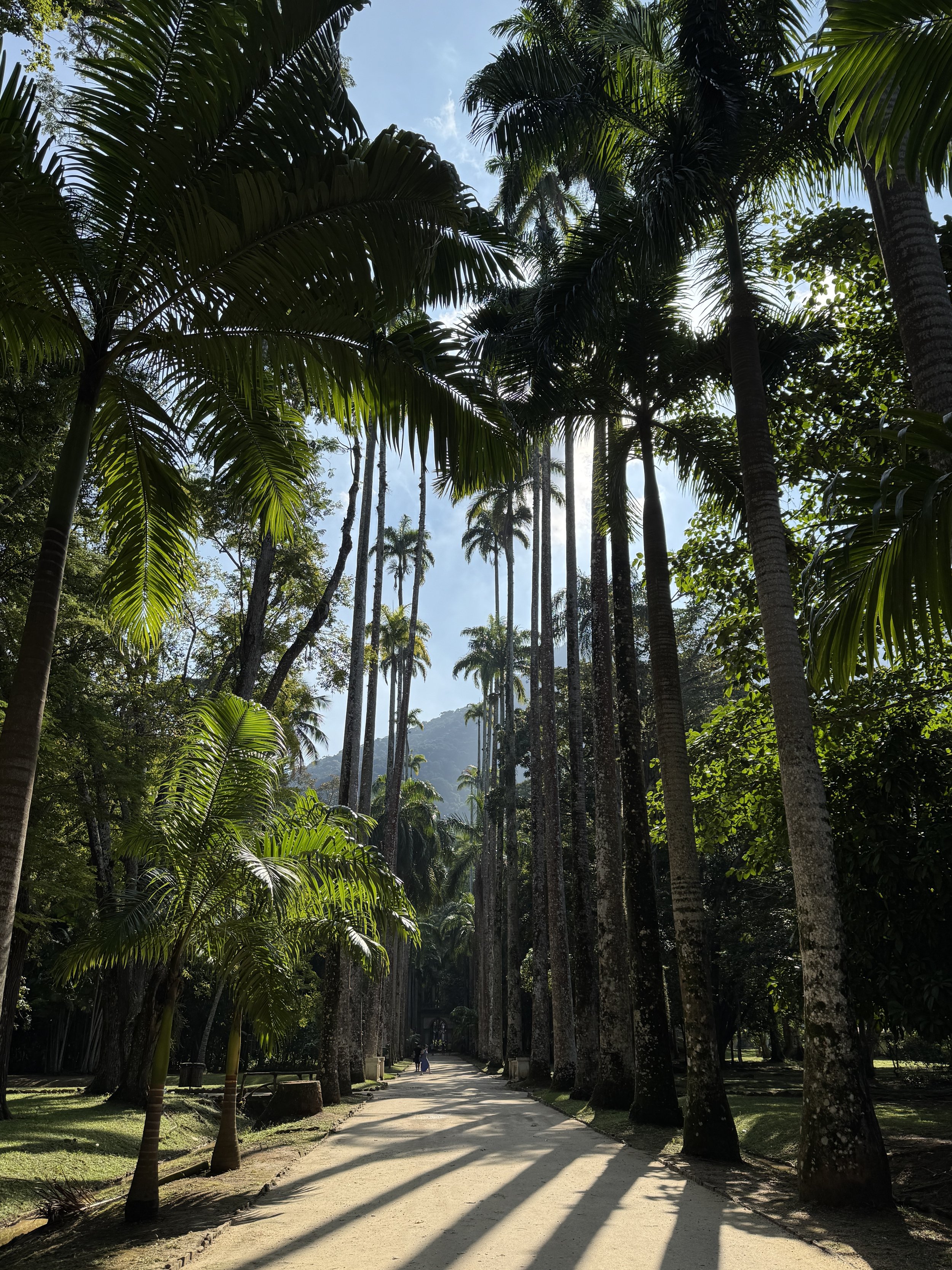 A pathway through a lush tropical park with tall palm trees on both sides, casting shadows on the ground, under a partly cloudy sky.