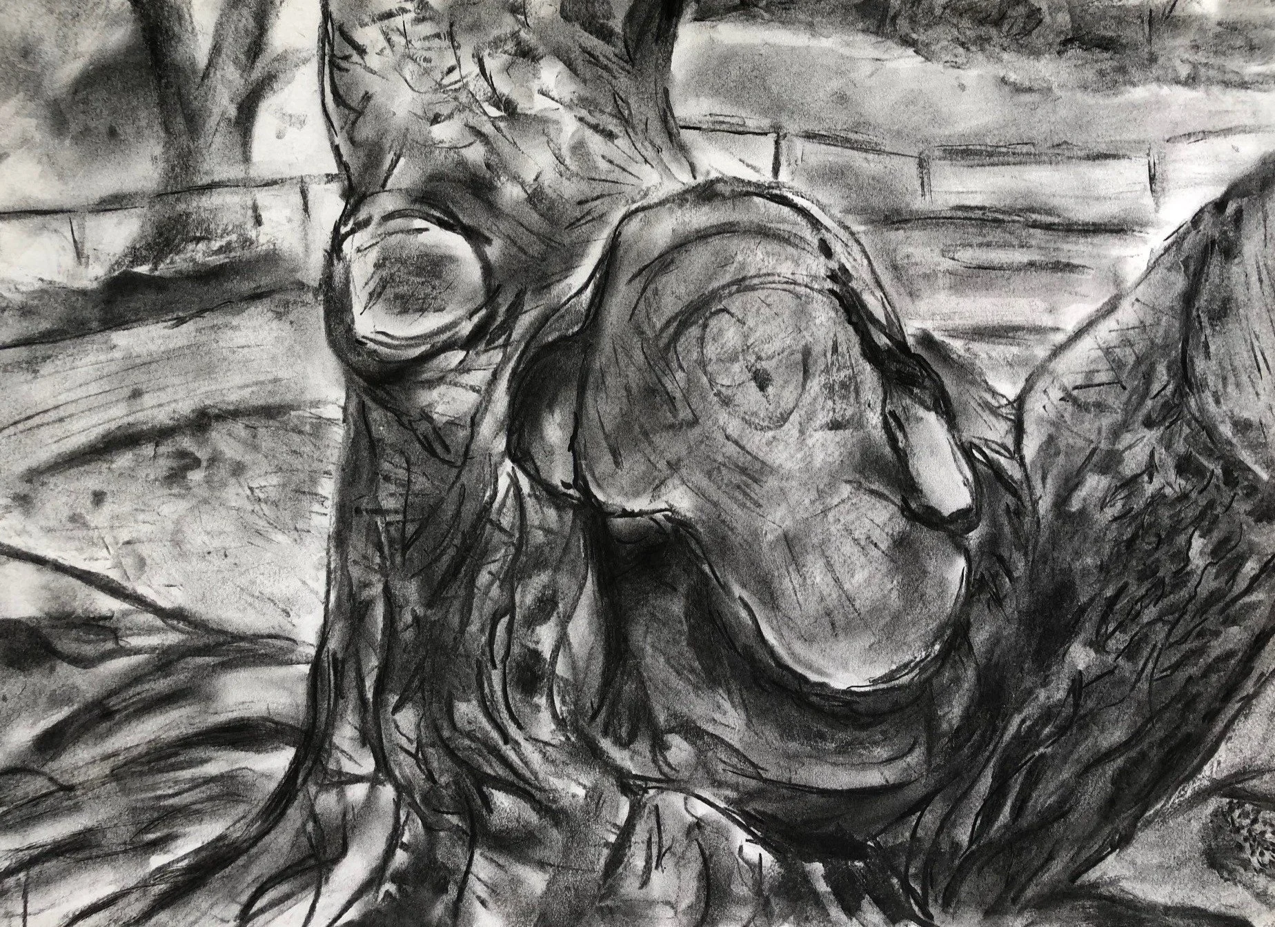 Old pine tree stup, Wadjemup.  Charcoal on paper.jpg