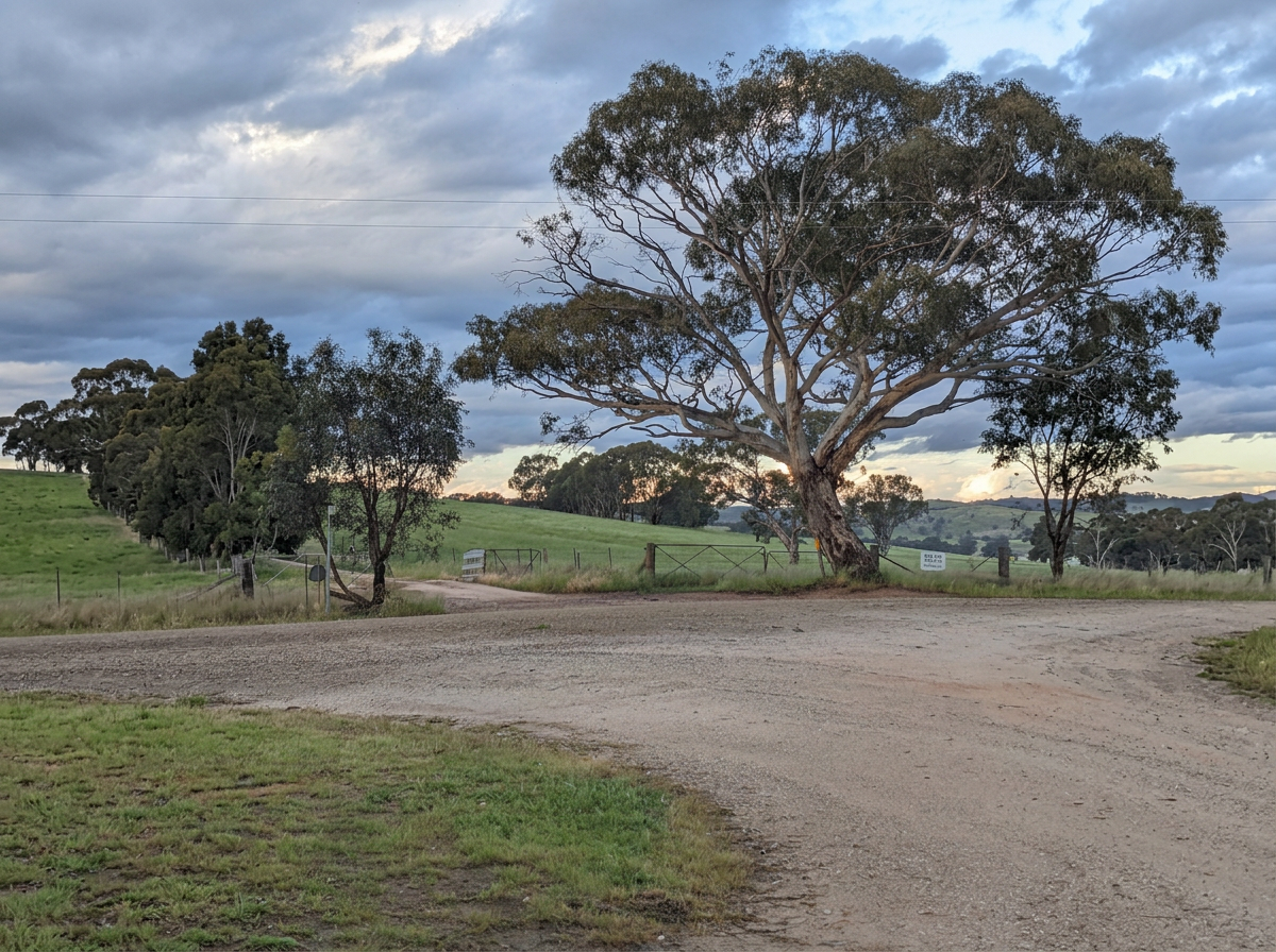A rural landscape with a large tree and a dirt road at sunset, with green fields and rolling hills in the background under a cloudy sky.