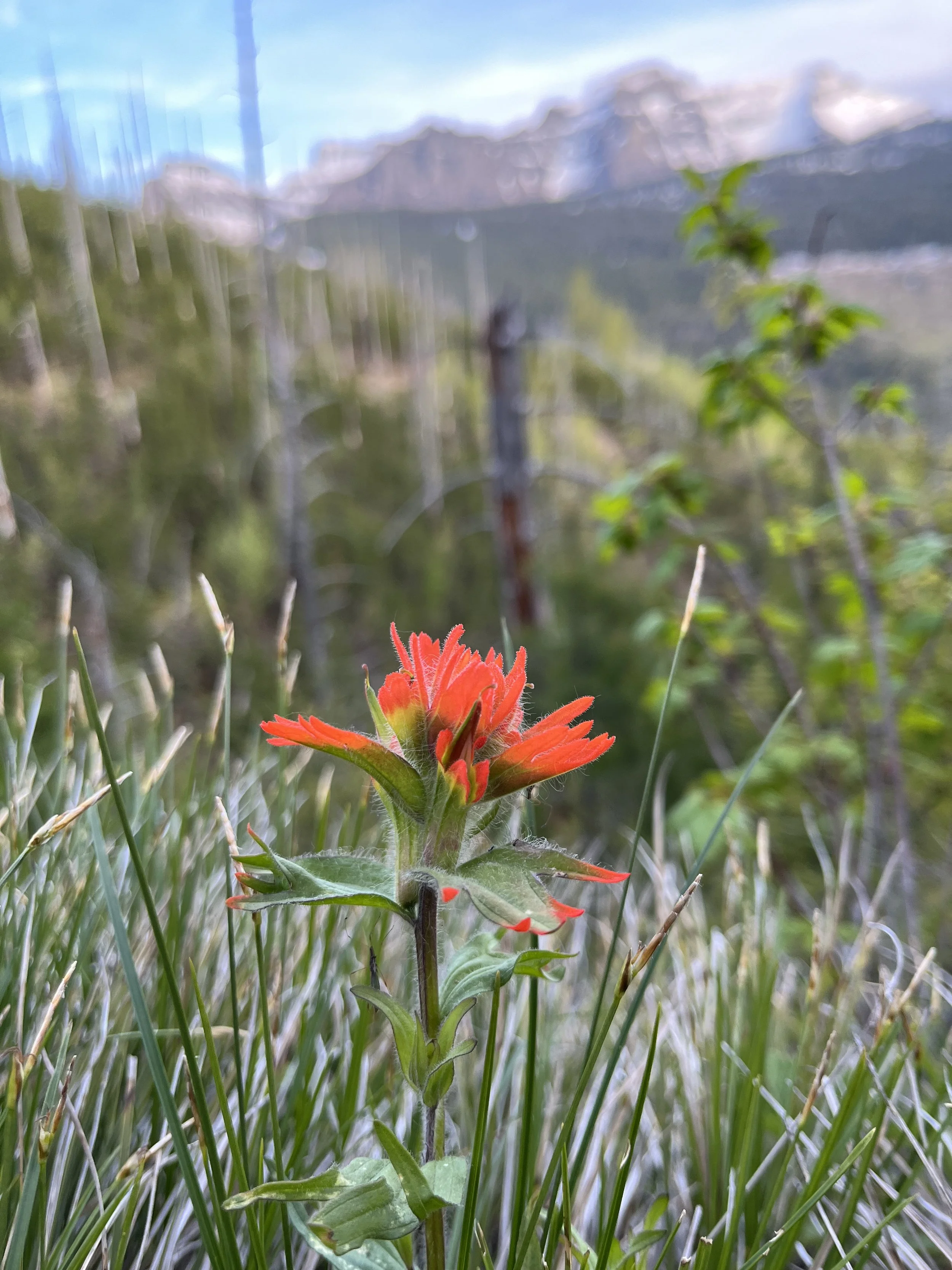 Alpine Wildflower Hunting