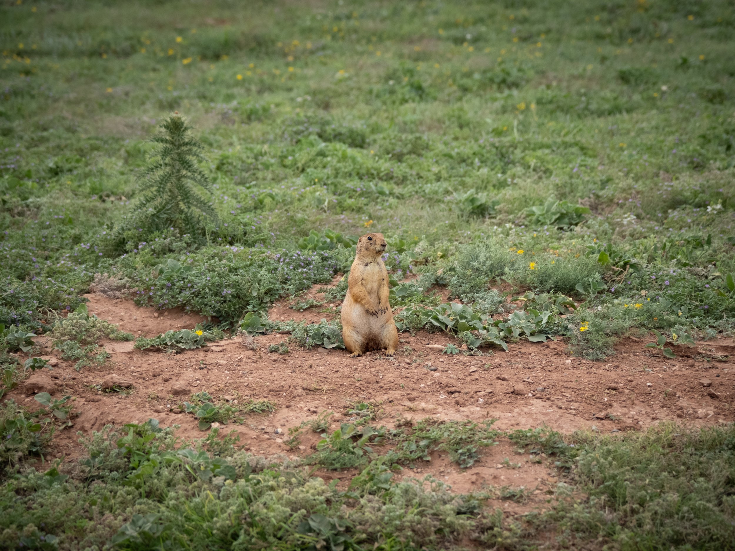 A marmot standing on its hind legs in front of a small pine tree in a grassy area with yellow and purple wildflowers.
