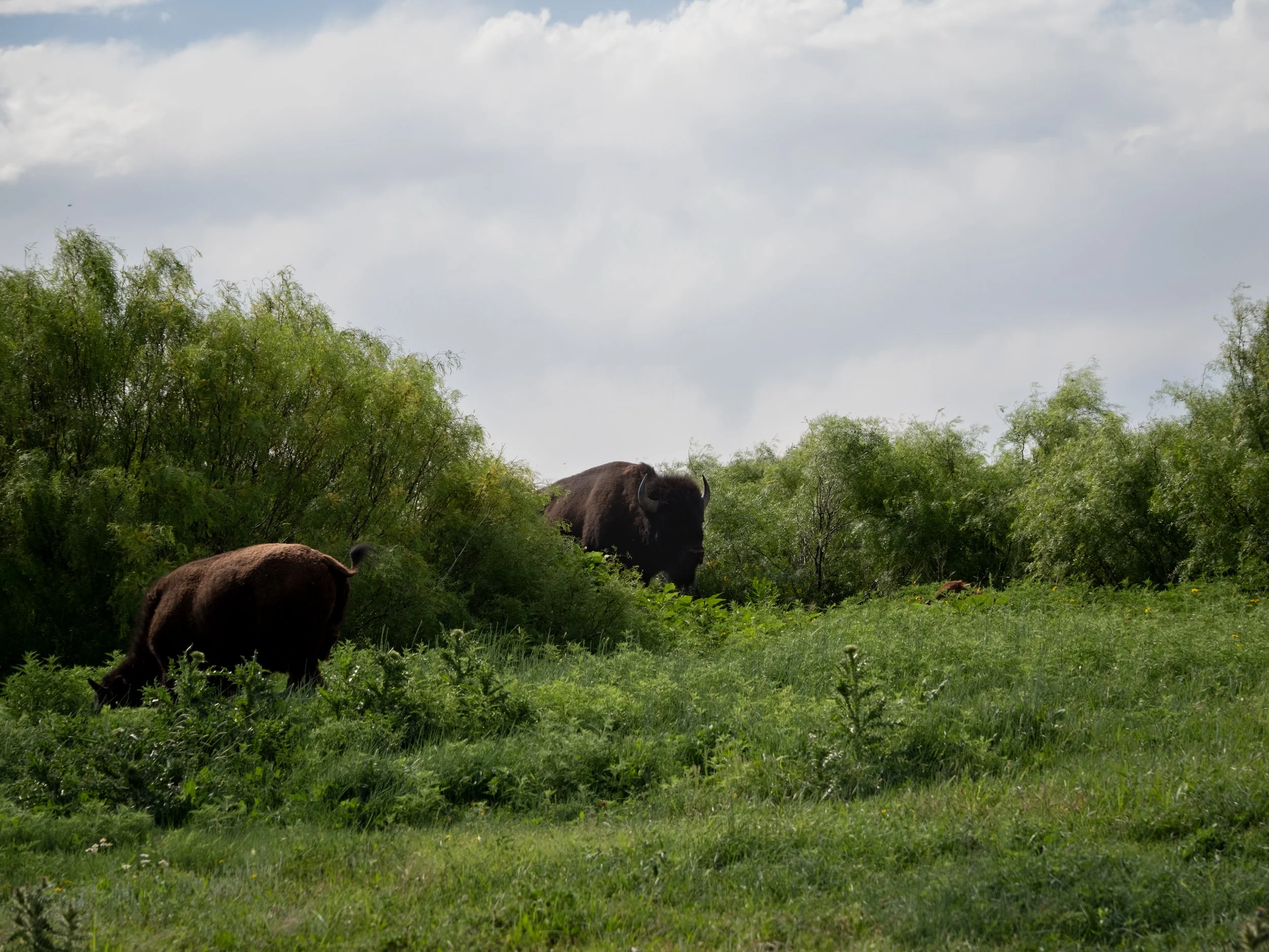 A grassy field with lush green trees and bushes, a dark brown animal with horns partially visible, and a cloudy sky overhead.