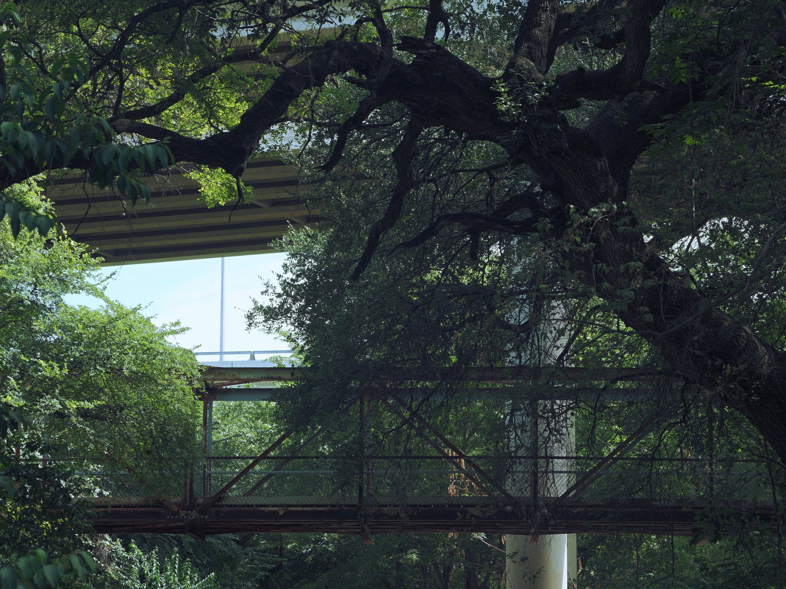 Large tree with dark branches and green leaves, partially obscured by surrounding foliage, with a metal fence and a bridge structure visible in the background.
