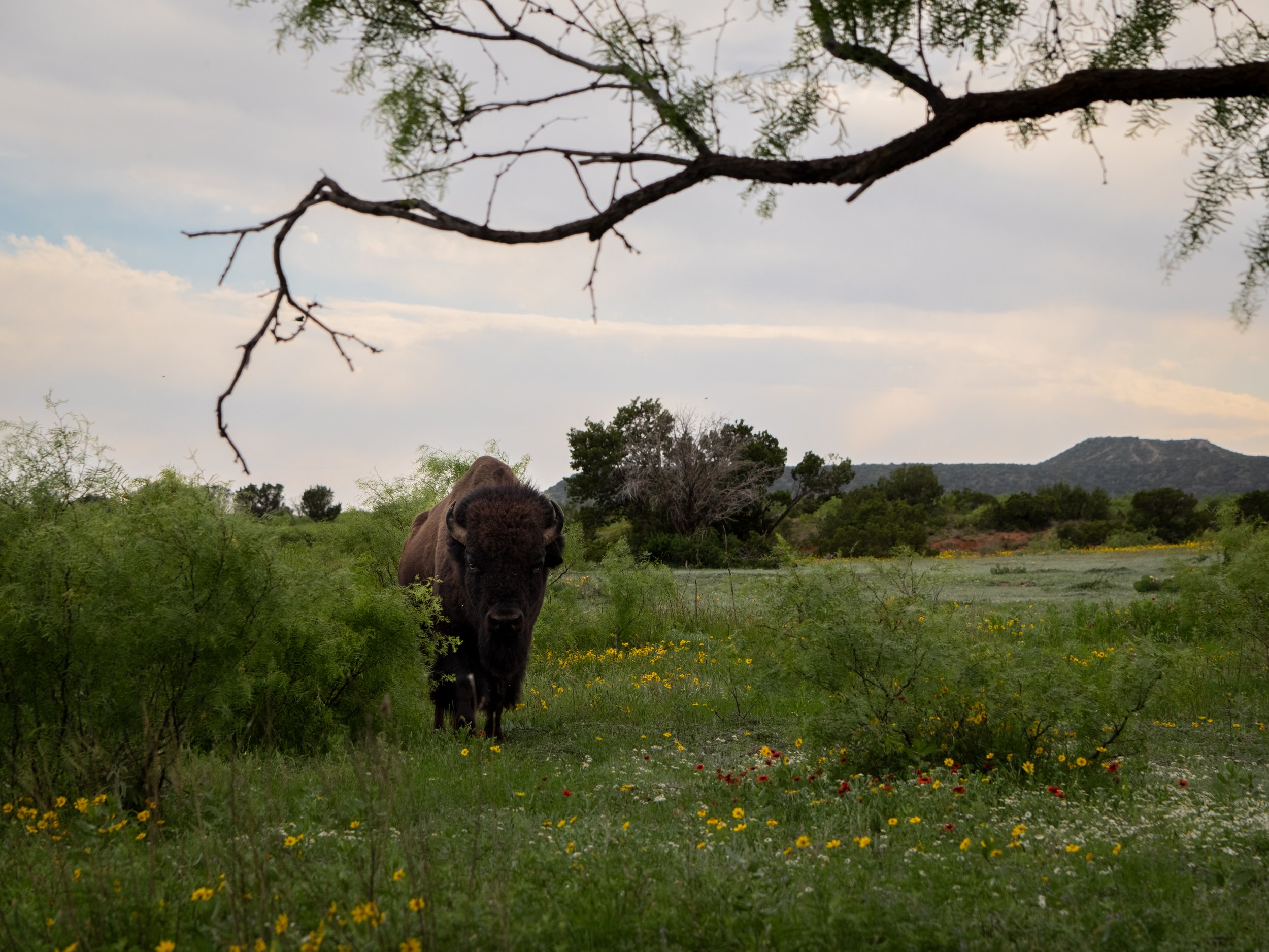 A brown camel standing in a grassy field with yellow and red flowers, surrounded by green bushes and trees, with mountains and a cloudy sky in the background.