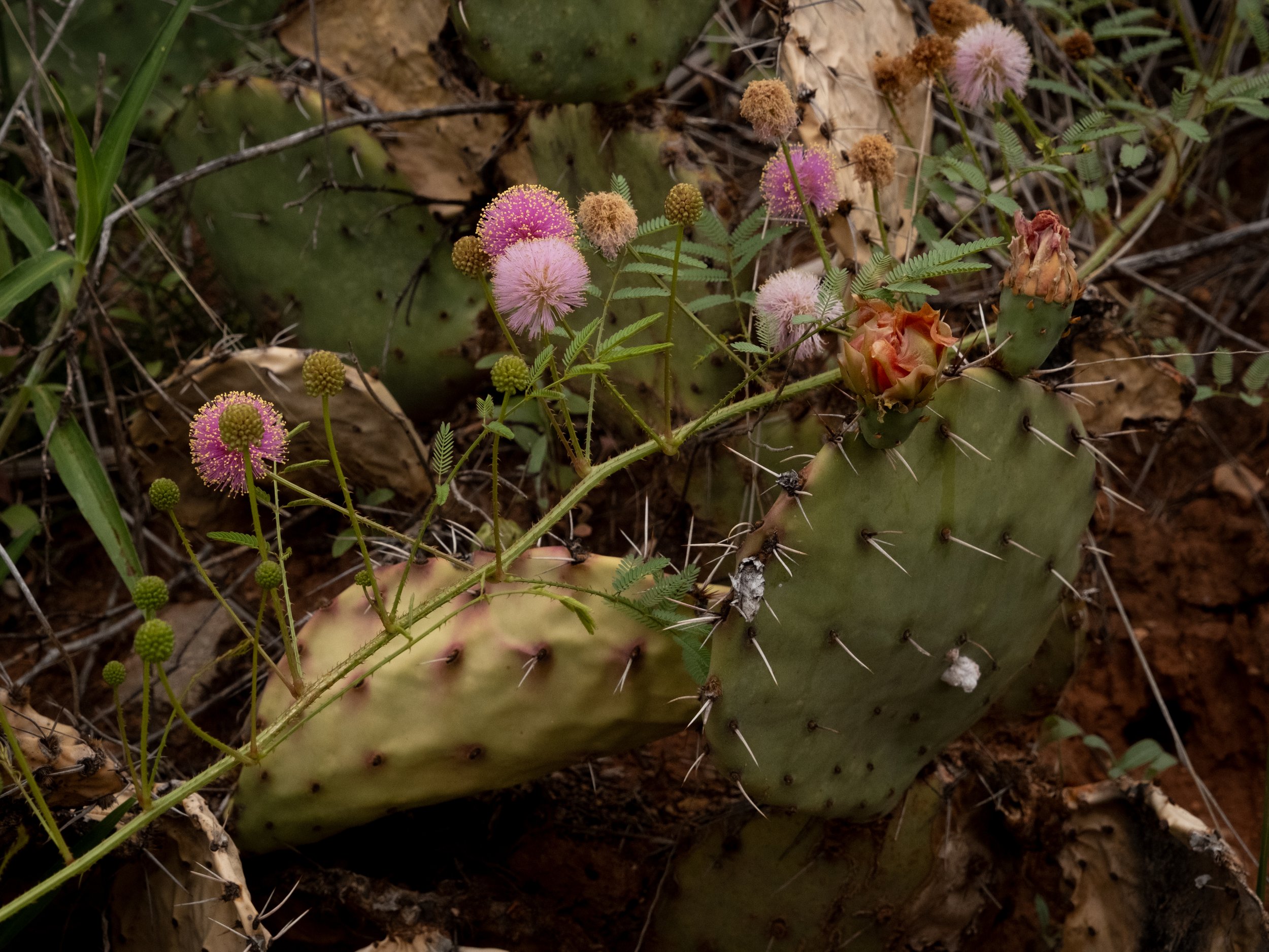 Pink and purple cactus flowers blooming on prickly pear cactus with green pads and sharp thorns in desert soil.
