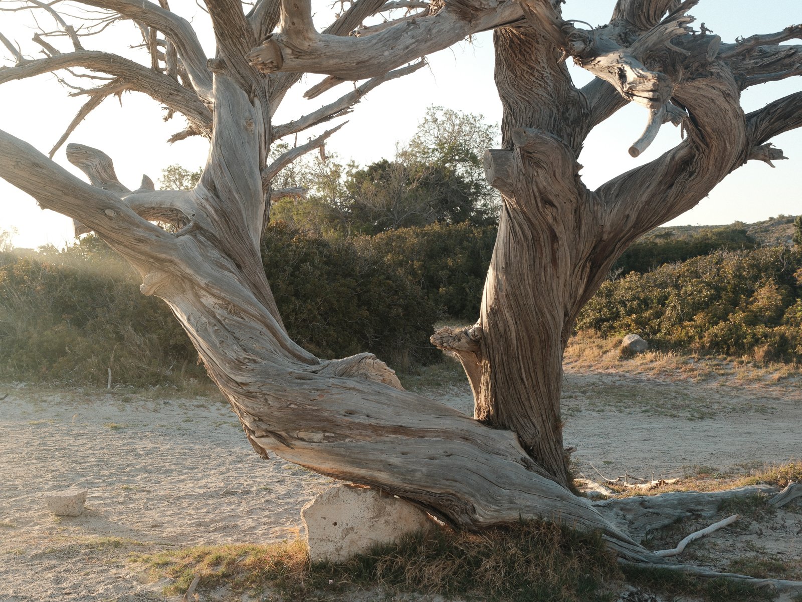 A large, weathered, leafless tree with twisting, gnarled branches in a desert landscape, with bushes and distant hills under a clear sky.