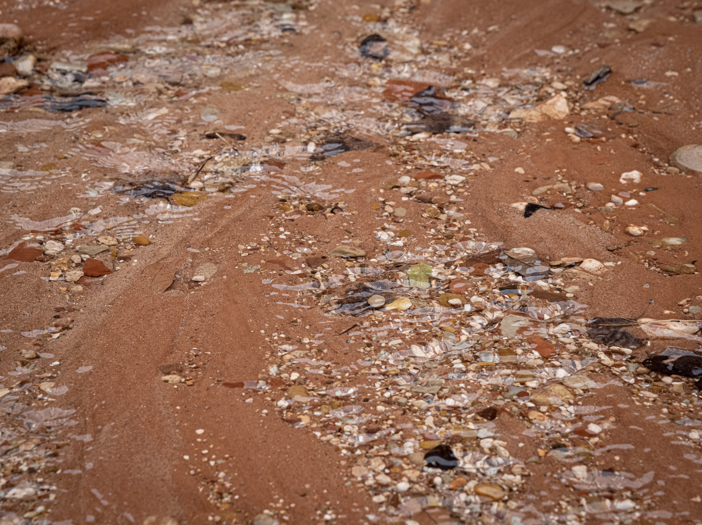 Close-up of sandy ground with small rocks, pebbles, and shells scattered across the surface, with some water pooling in low spots.