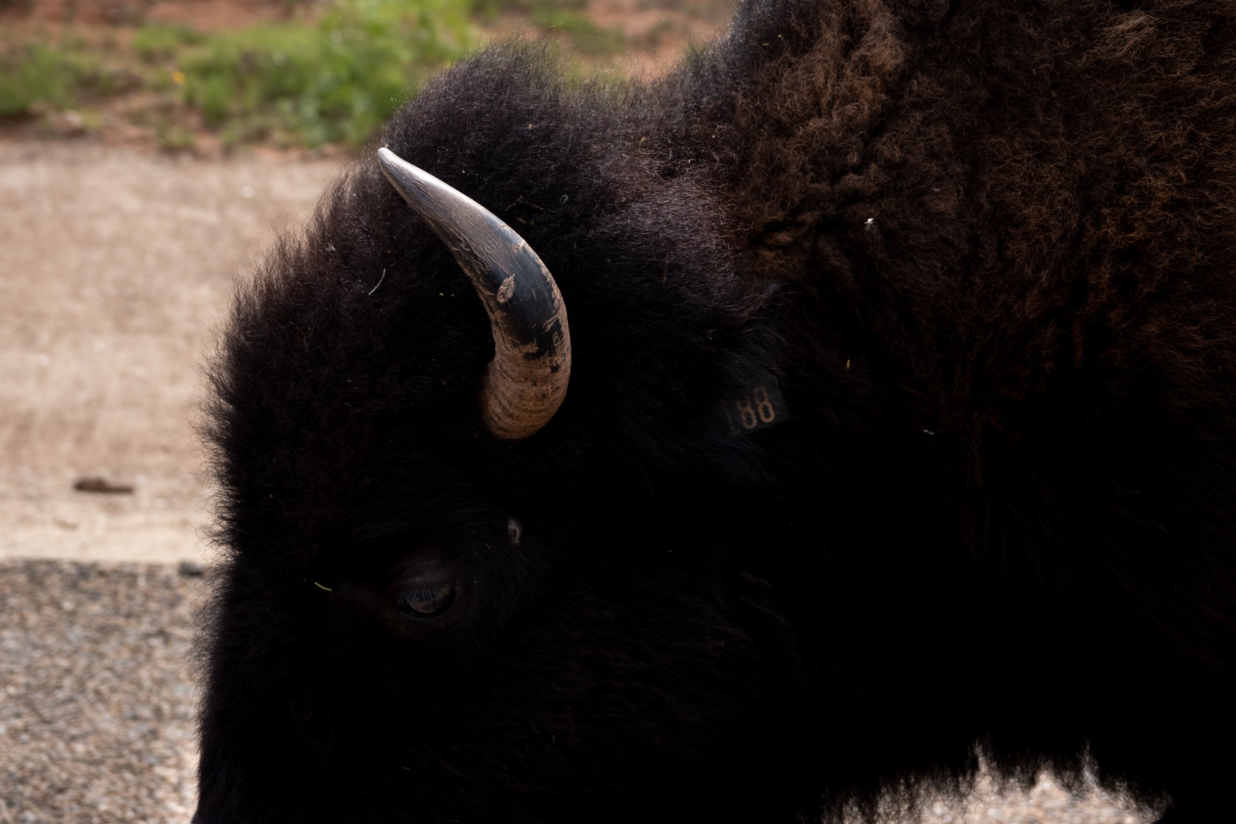 Close-up of a bison or buffalo with dark fur and a visible horn on the left side of the image.