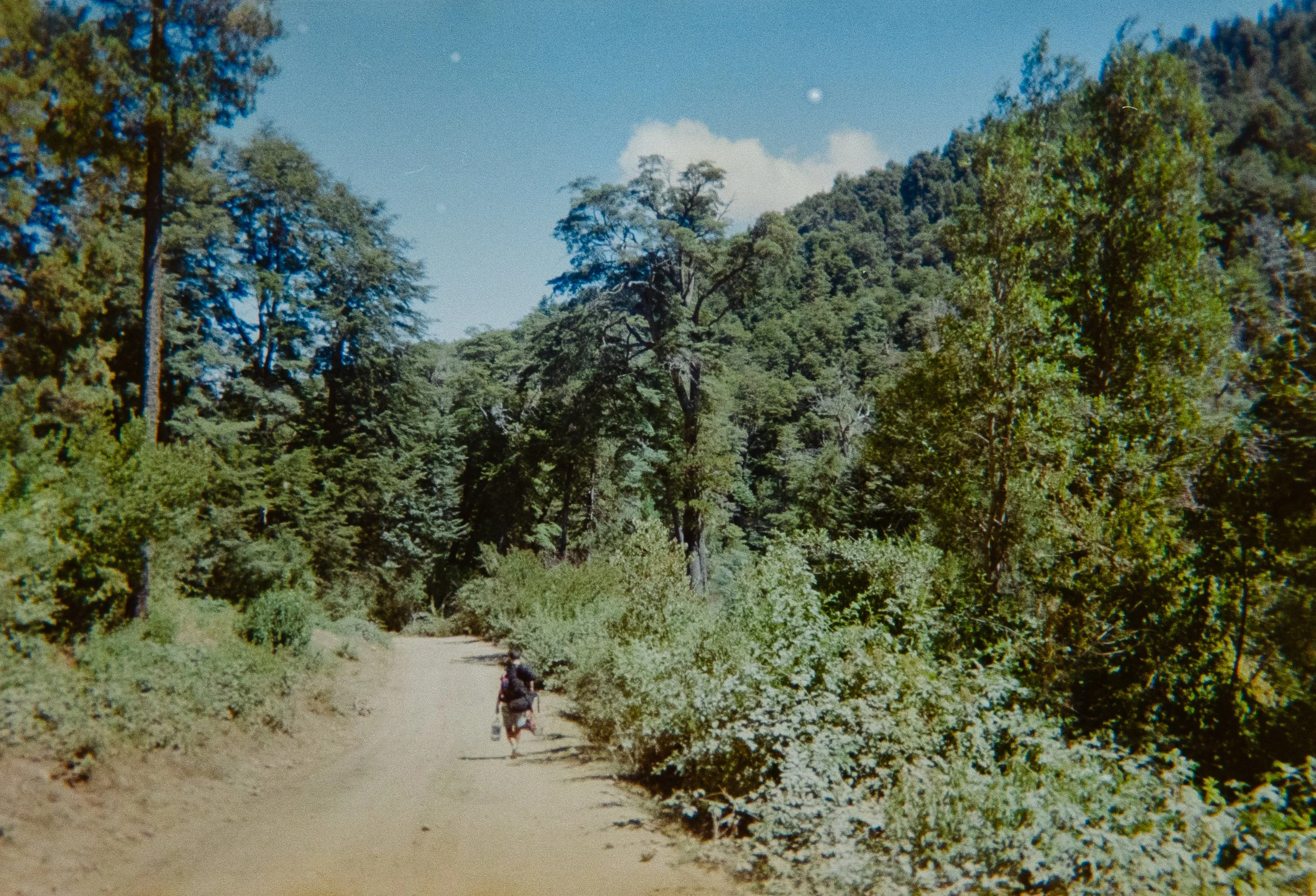 A dirt trail through a dense forest with tall green trees and a clear blue sky