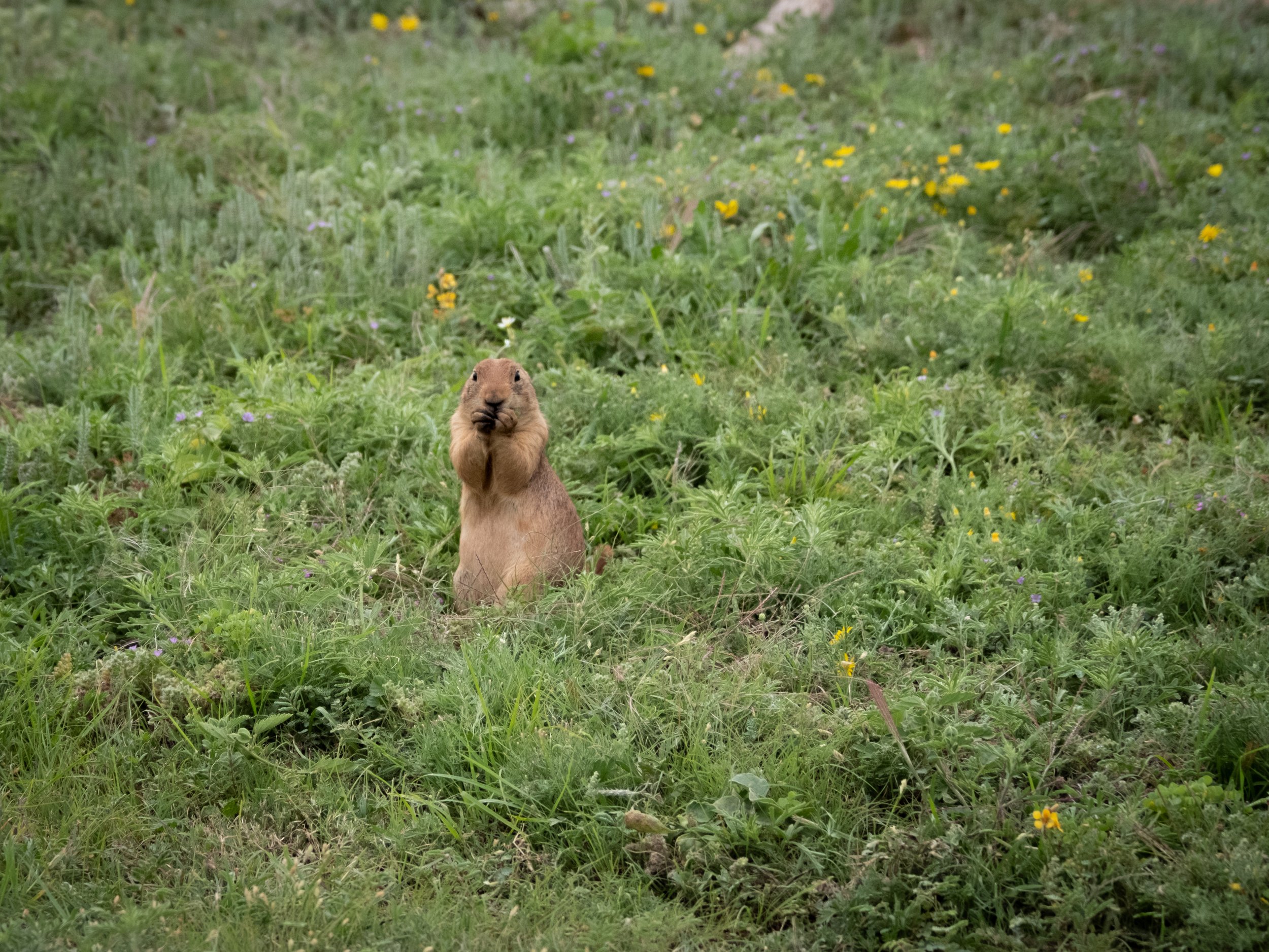 A prairie dog standing upright on a grassy field with yellow and purple wildflowers, green foliage, and a ridge or hill in the distance.