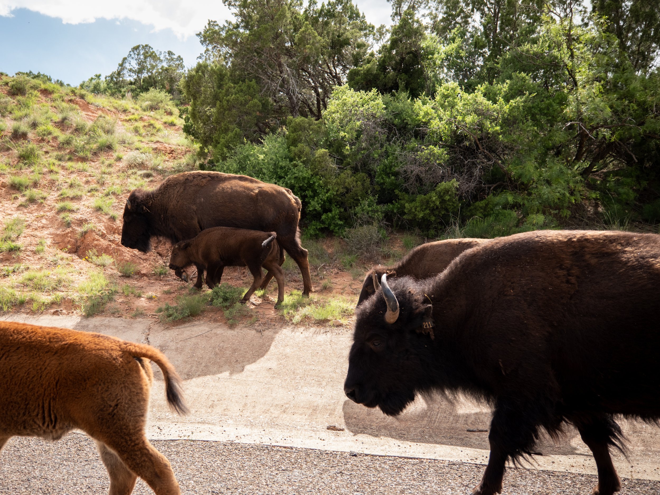 Multiple bison grazing and resting on a grassy hillside with trees and a partly cloudy sky in the background.