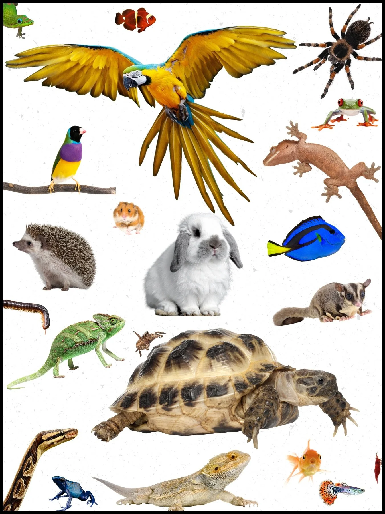 Pop Quiz!

What do all these animals have in common???

Answer:

They are all species we take care of here at Tokay Total Pet Care!!!

Whether your beloved creatures have feathers, scales, spines, or fangs, we care for them all!

Swipe&nbsp;➡️ to vie