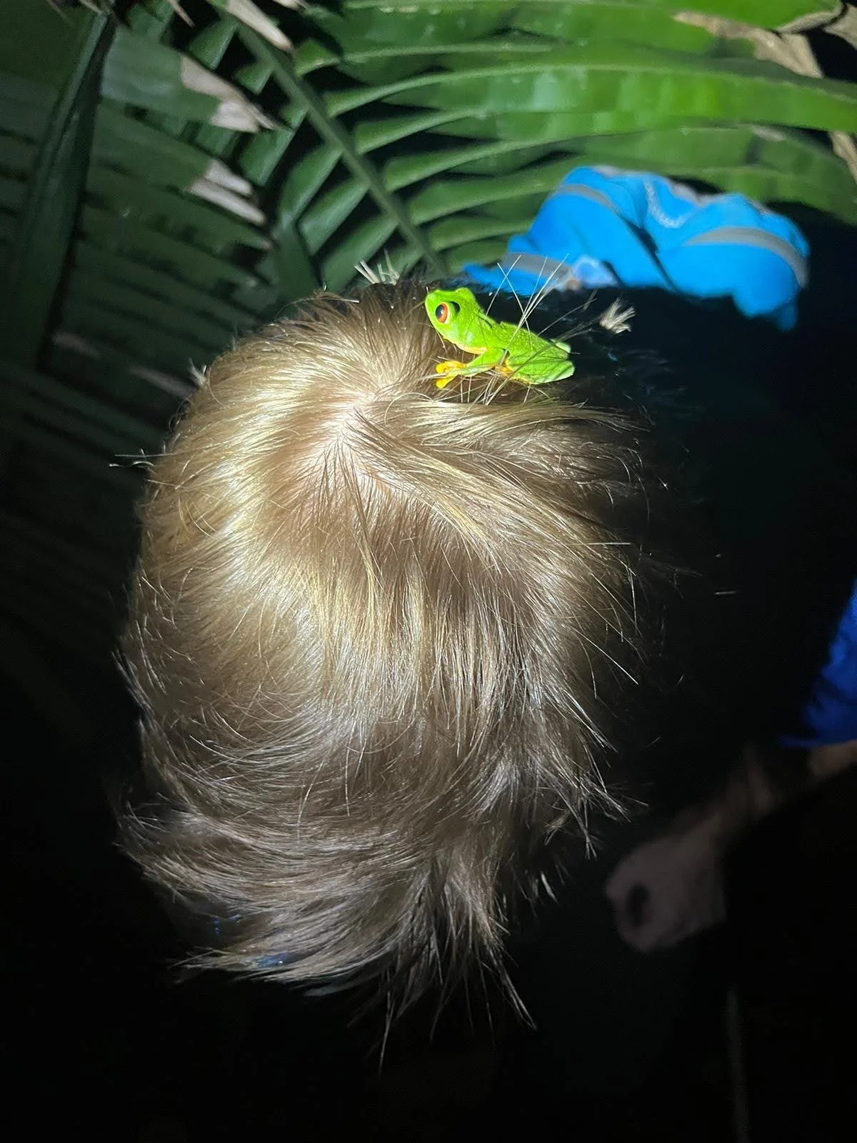 A green tree frog perched on a person's blonde hair, with tropical leaves in the background.