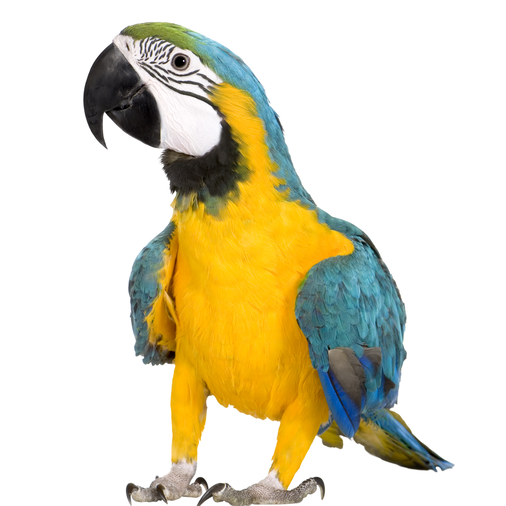 Extended Care & Enrichment (Twice Daily AM & PM)