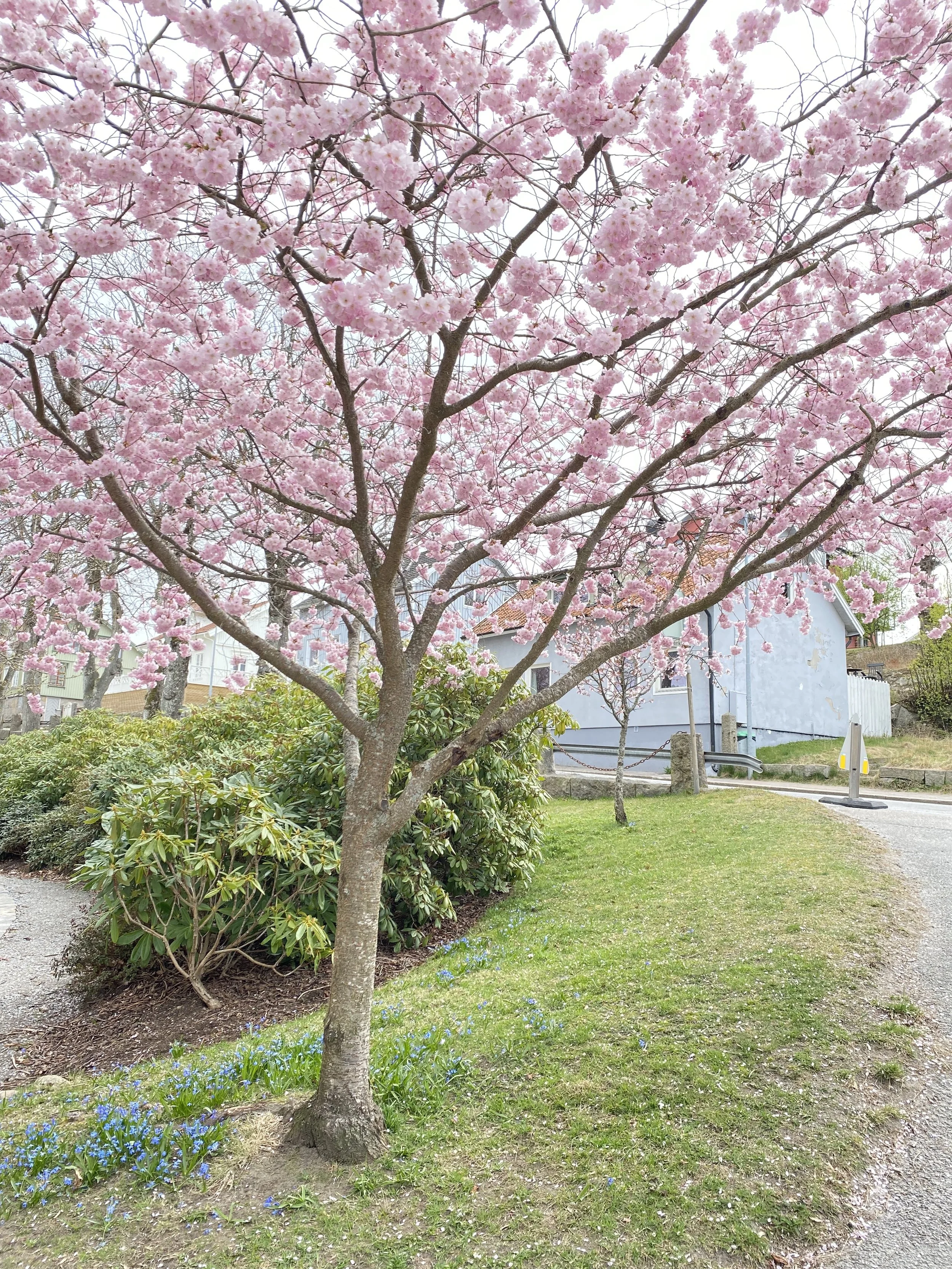 A pink cherry blossom tree in full bloom in a residential neighborhood yard with houses and a sidewalk visible in the background.