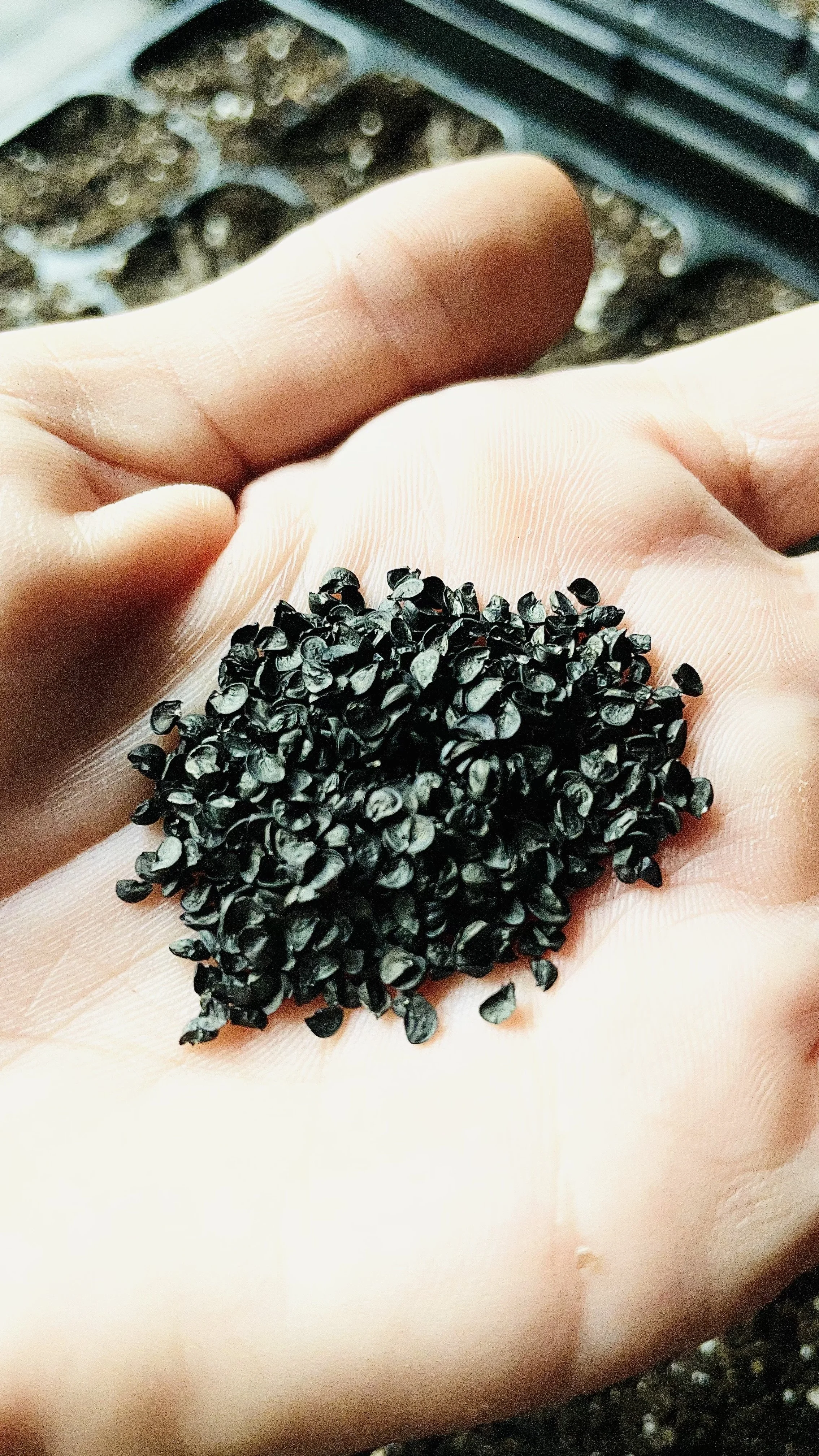 Close-up of a person's finger holding a small mound of black sesame seeds.