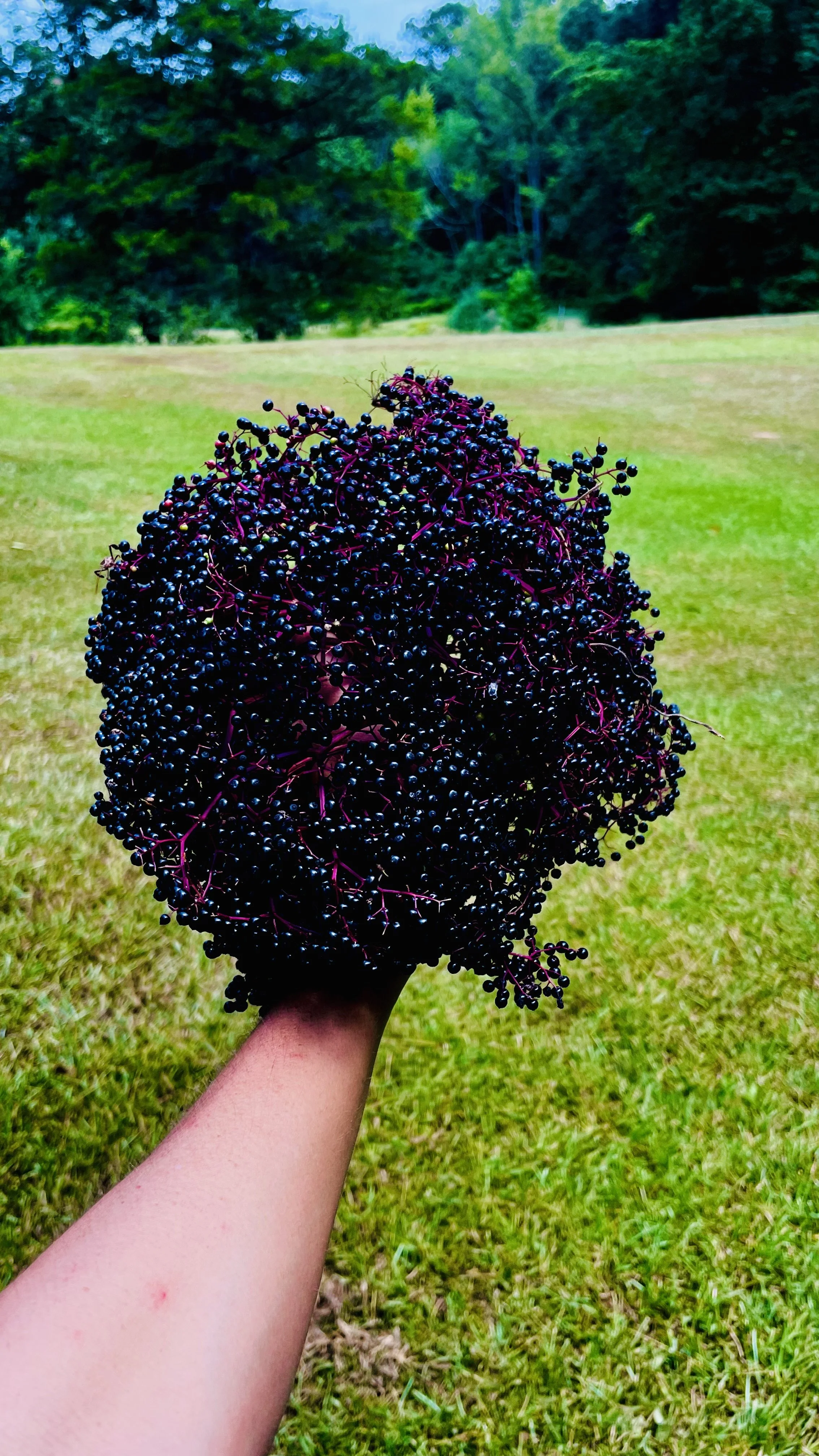 A person holds a large bunch of dark purple elderberries outdoors with a grassy field and trees in the background.