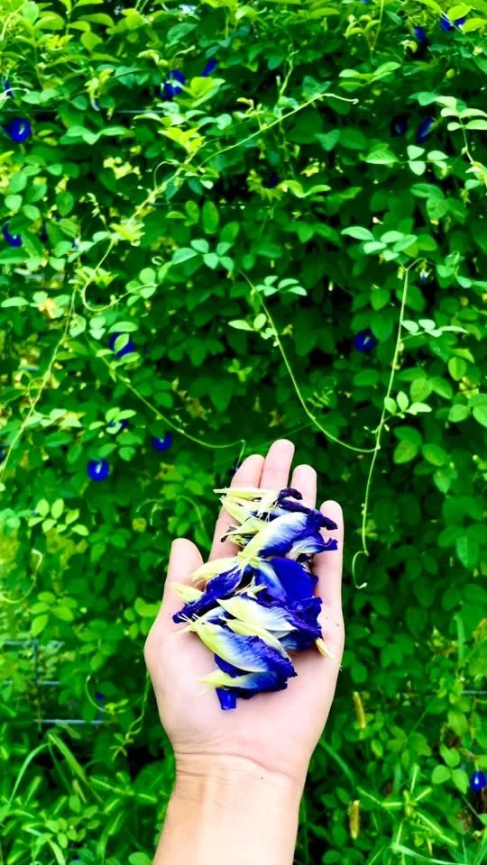 A hand holding a bunch of blue and white flowers with green foliage in the background.
