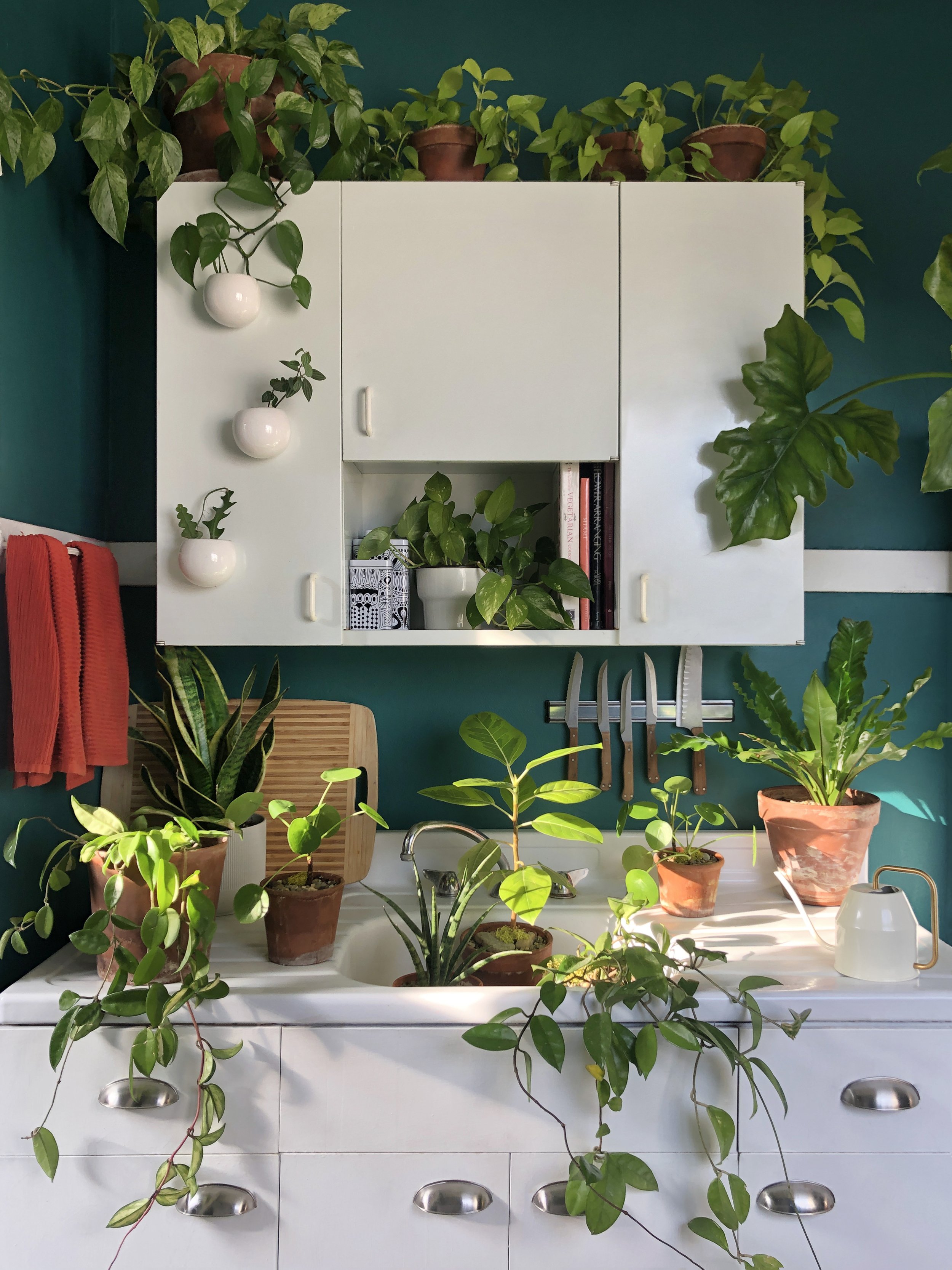 House Plant Consultation