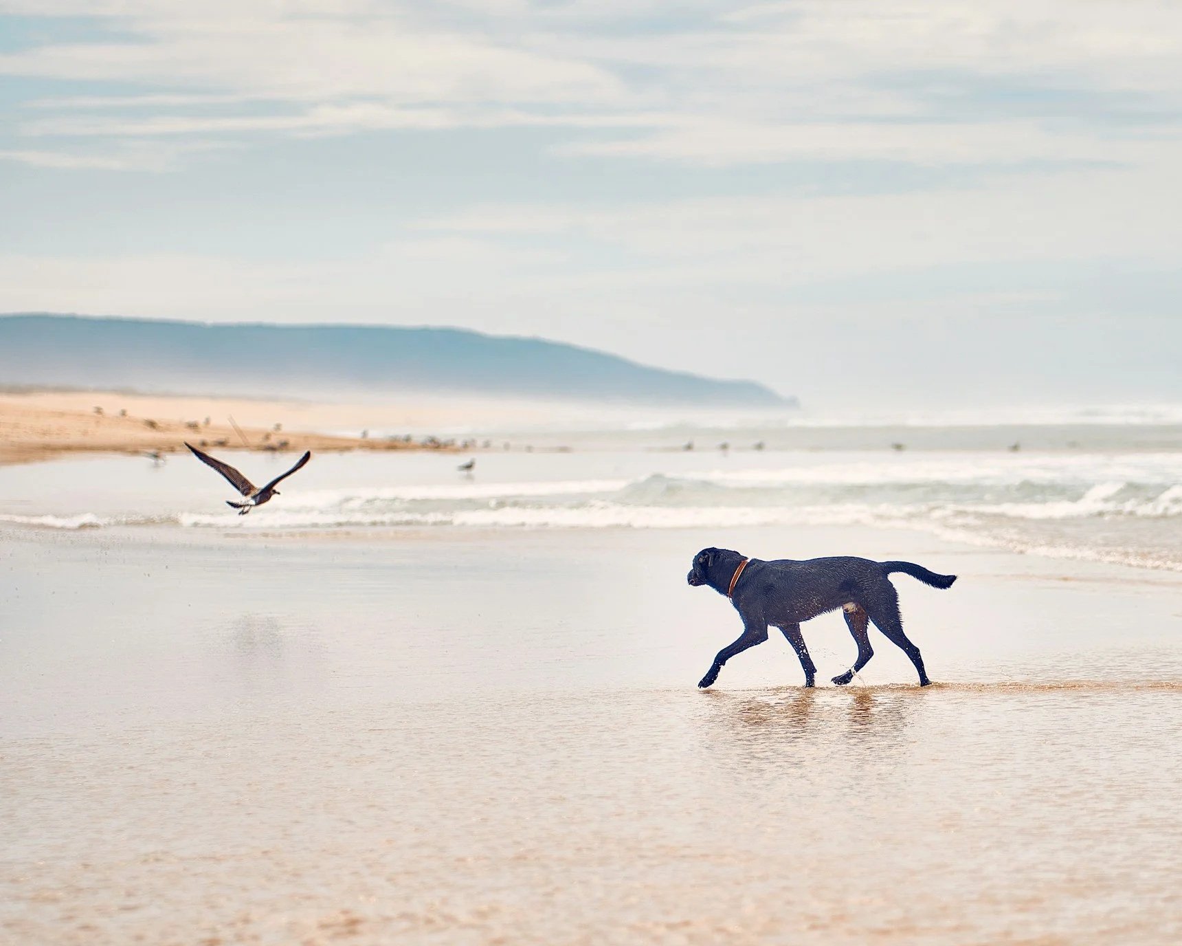 A black dog running on a sandy beach with waves, seagulls flying, and a distant landmass in the background.