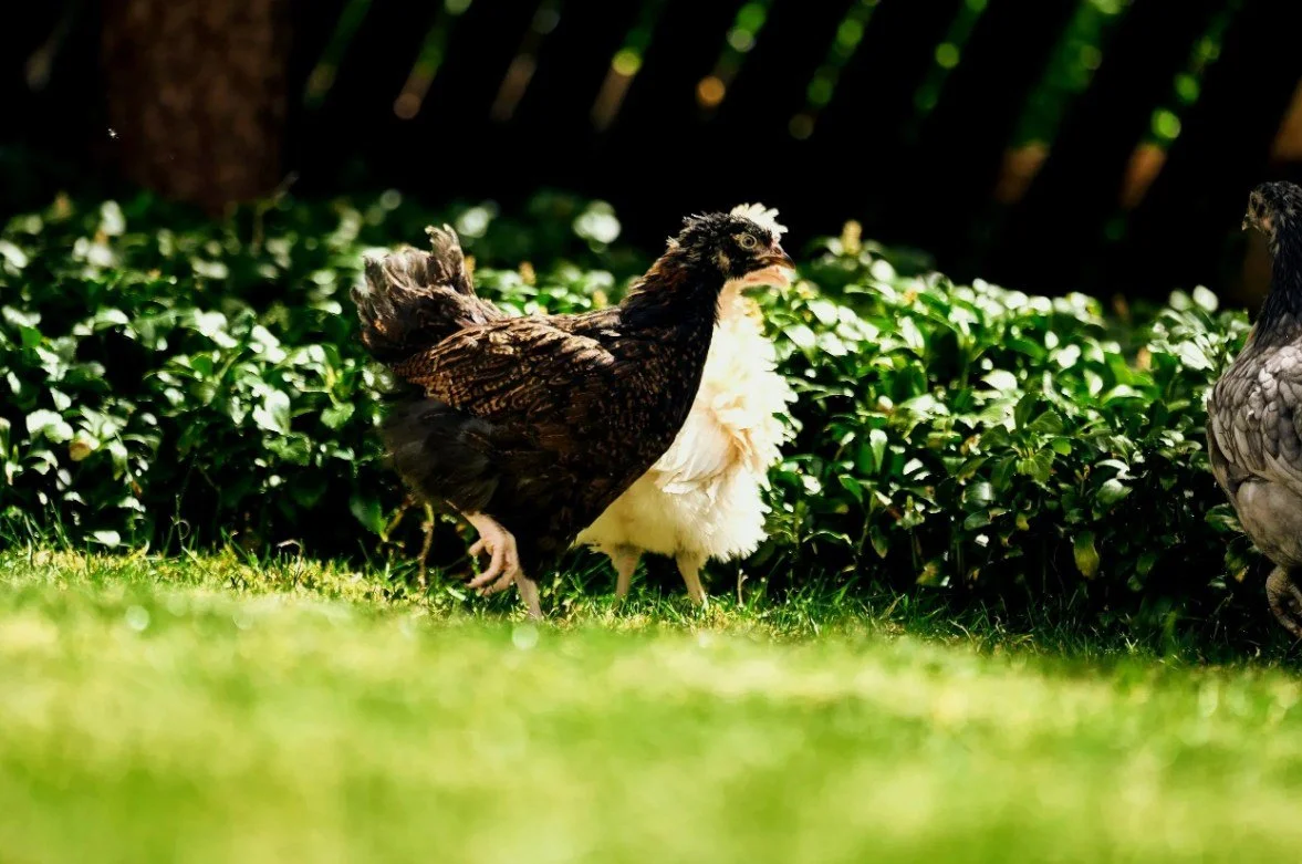 A chicken with black and brown feathers standing on green grass, with a white fluffy chick nearby, and green shrubbery in the background.