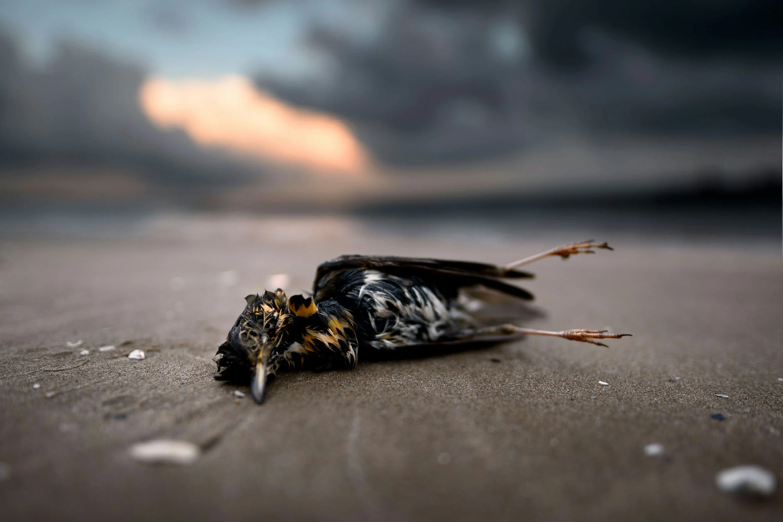 A dead bird lying on the sandy shore with a blurred sunset in the background.