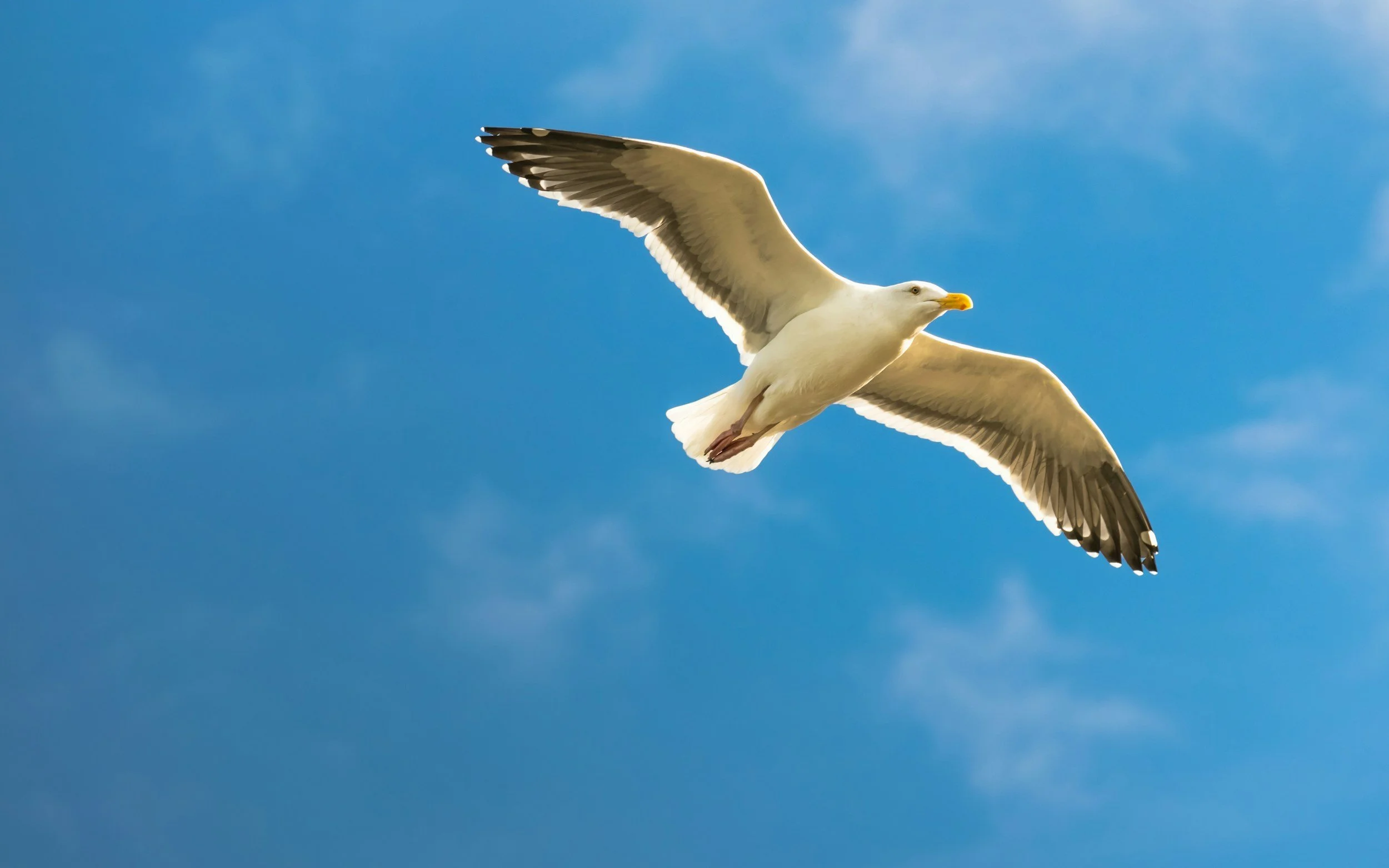 A seagull flying against a blue sky with wispy clouds.