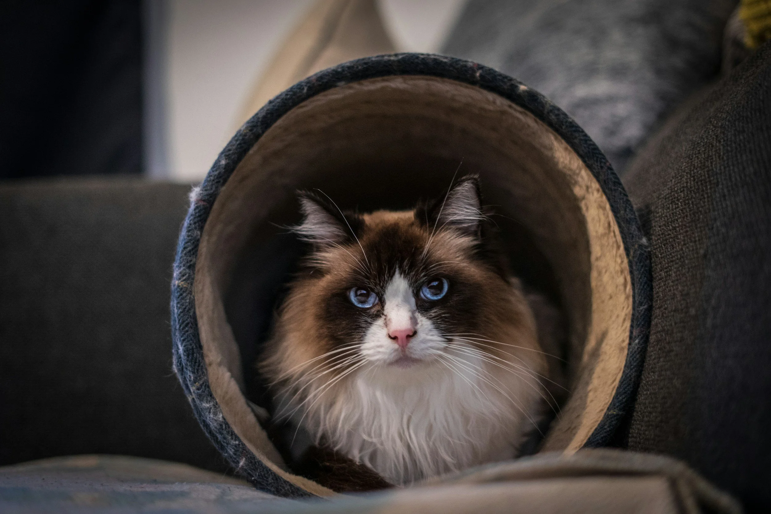A fluffy cat with blue eyes peeking out from inside a cylindrical tunnel made of wood and fabric.