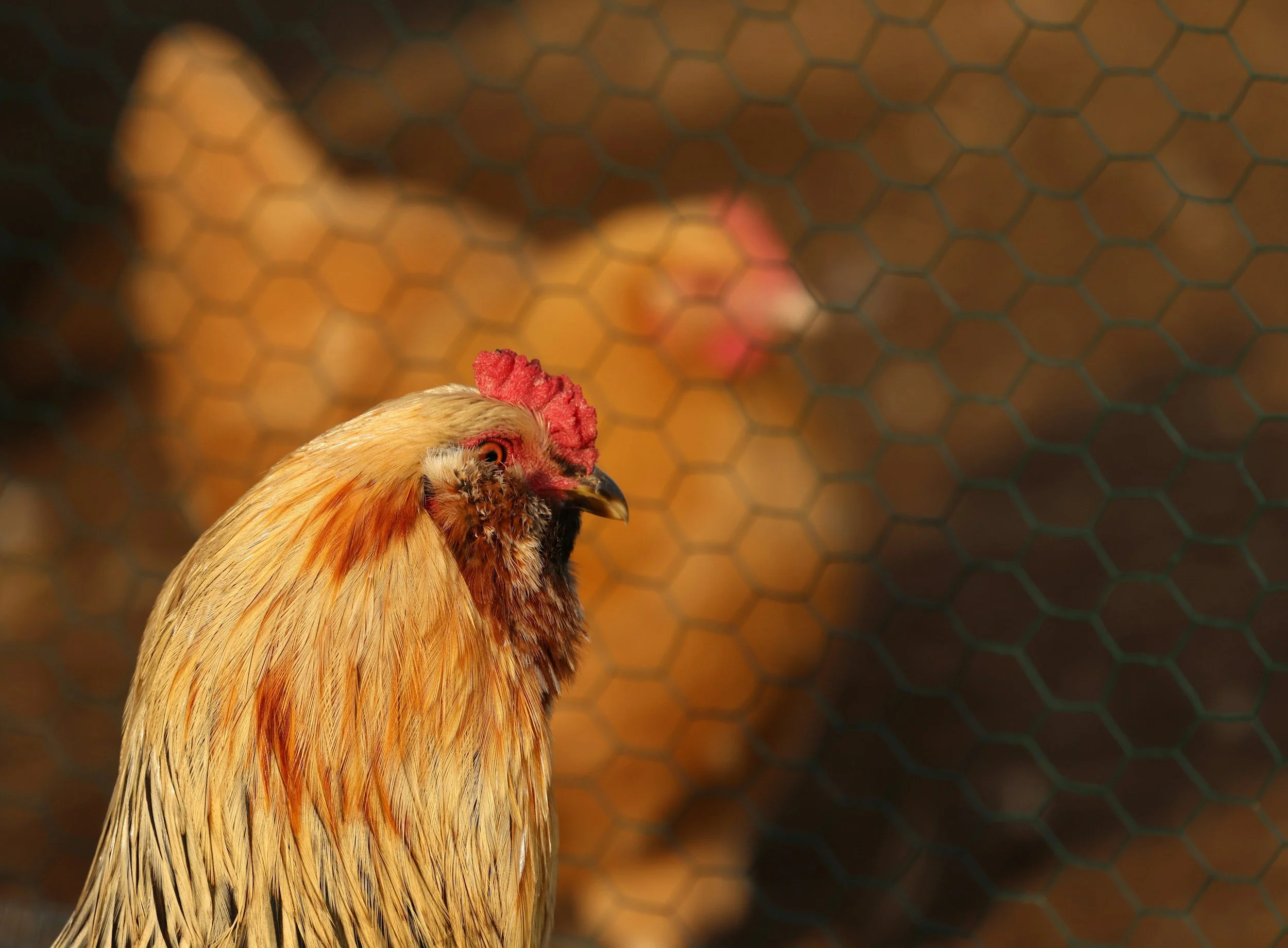 A close-up view of a chicken's head with a red comb and orange-brown feathers, standing in front of a wire mesh fence.