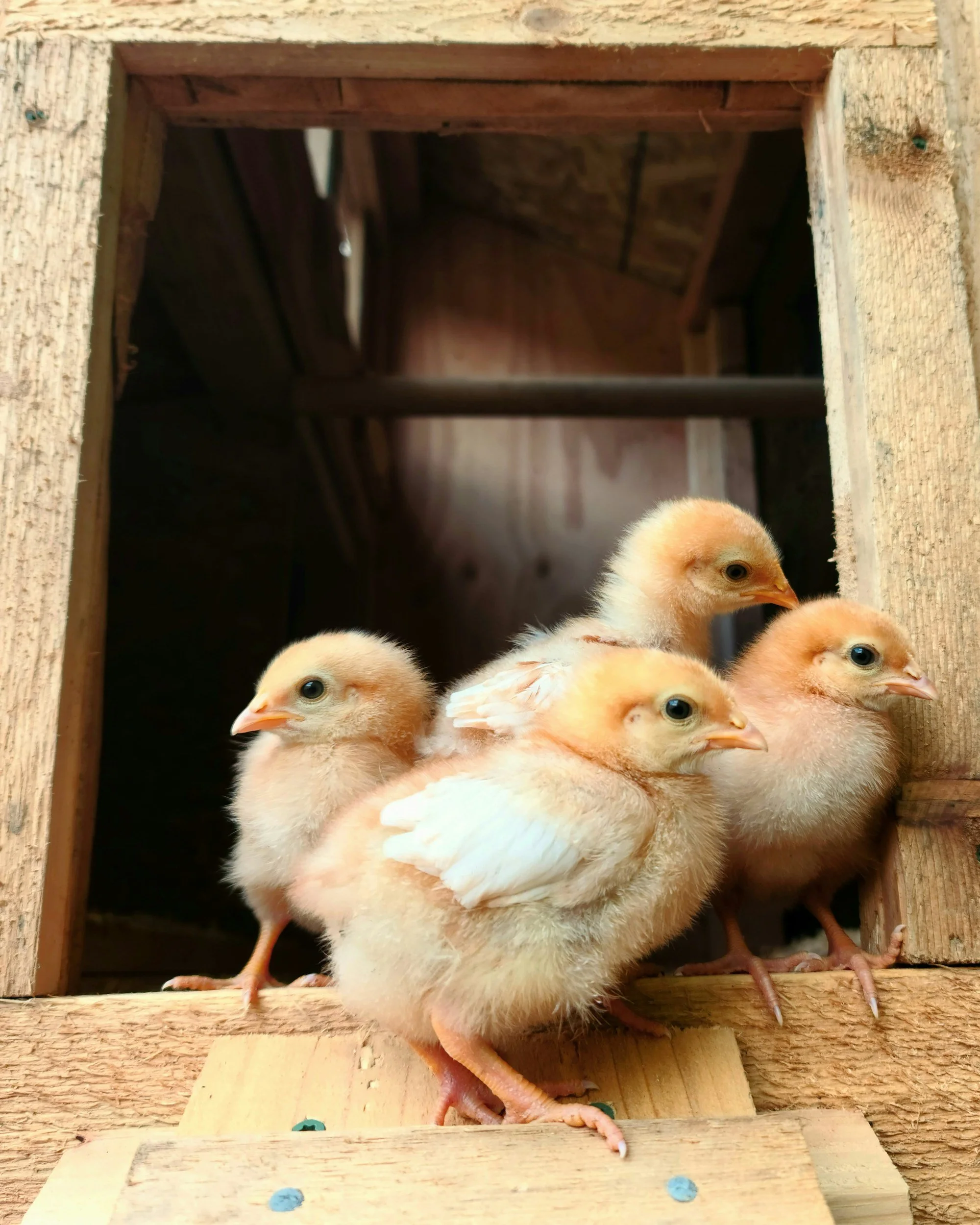 Several fluffy yellow baby chicks are gathered together in a wooden nesting box or coop.
