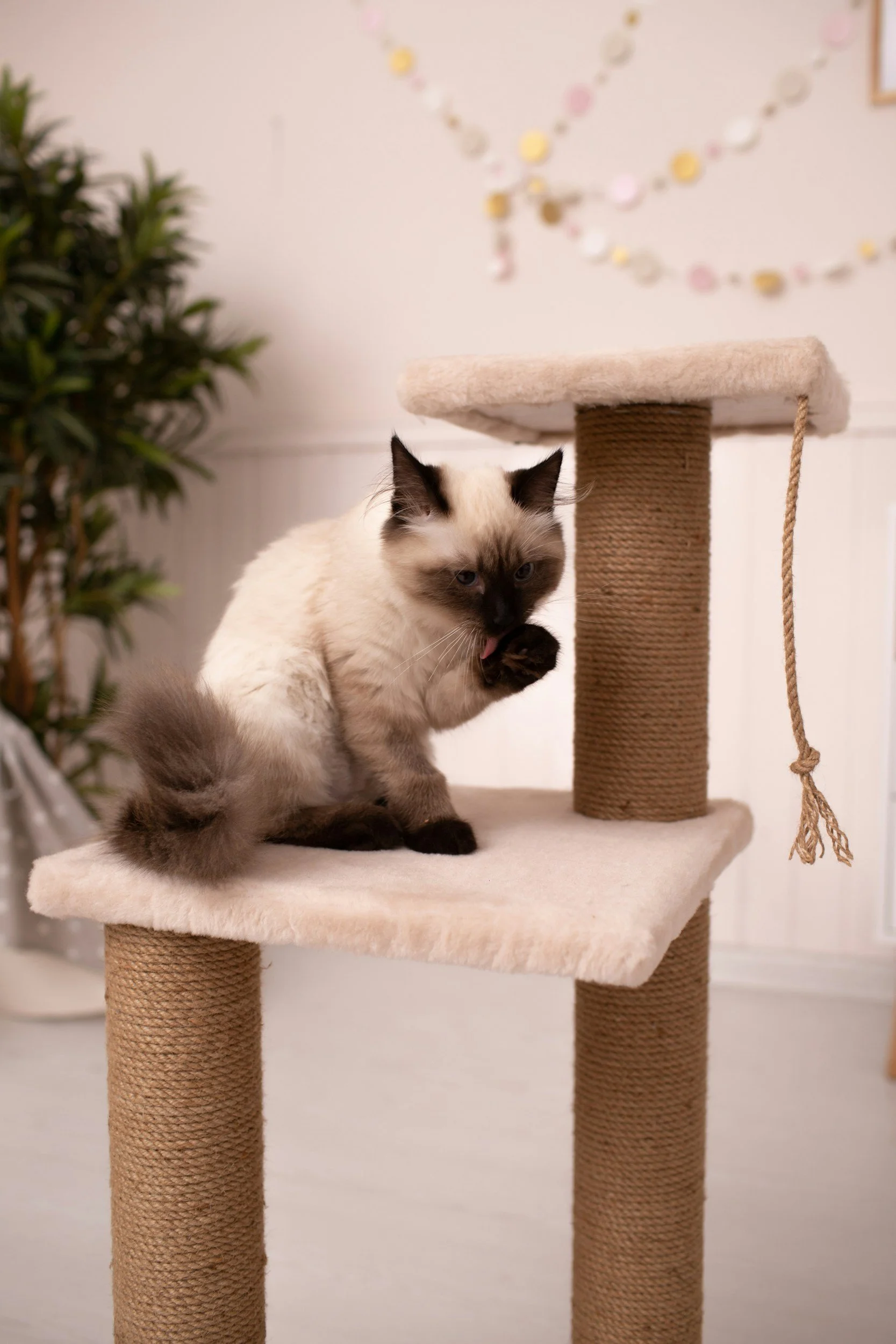 A Siamese cat with blue eyes and dark markings on its face, ears, paws, and tail, sitting on a beige cat tree, licking its paw.