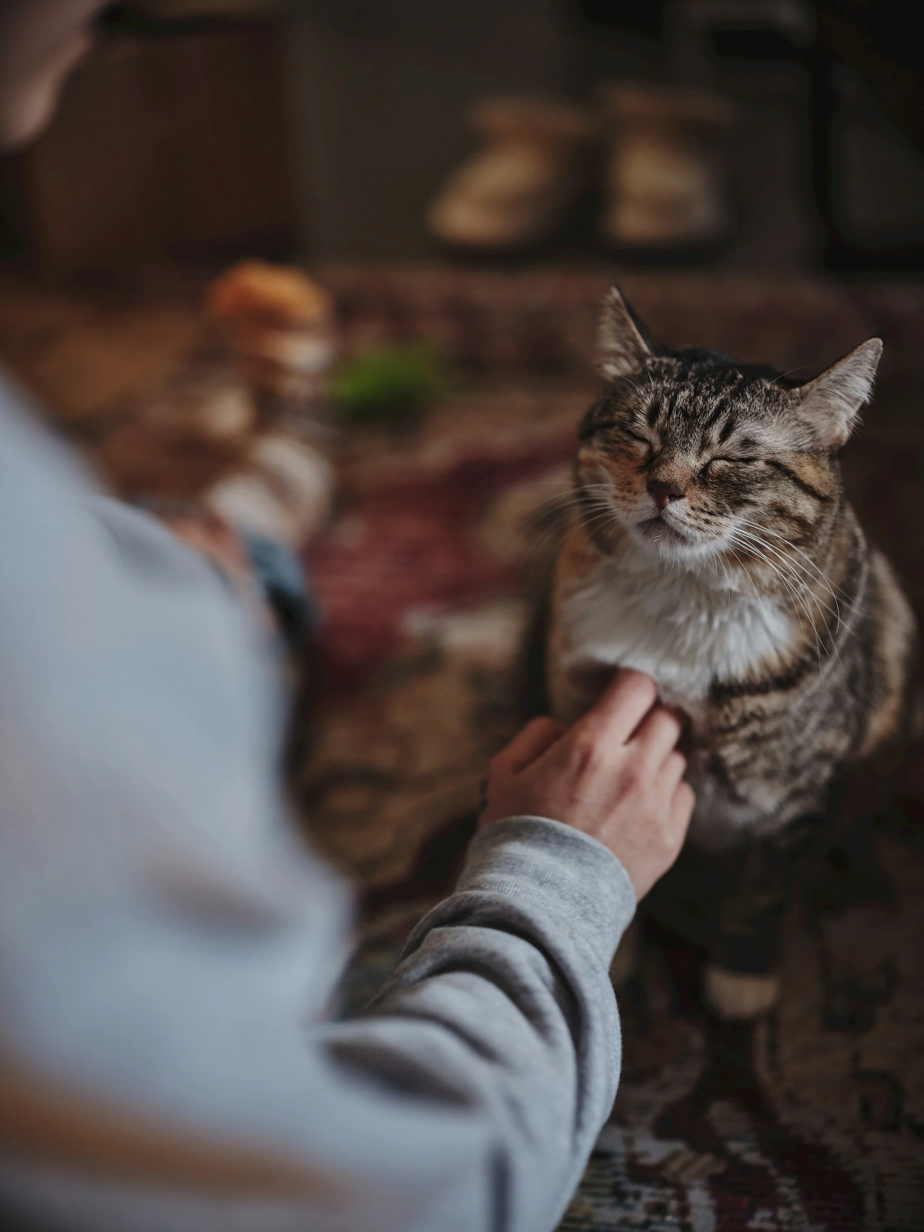 A person in a gray long-sleeve shirt pets a tabby cat with closed eyes, close to the camera in a cozy indoor setting.