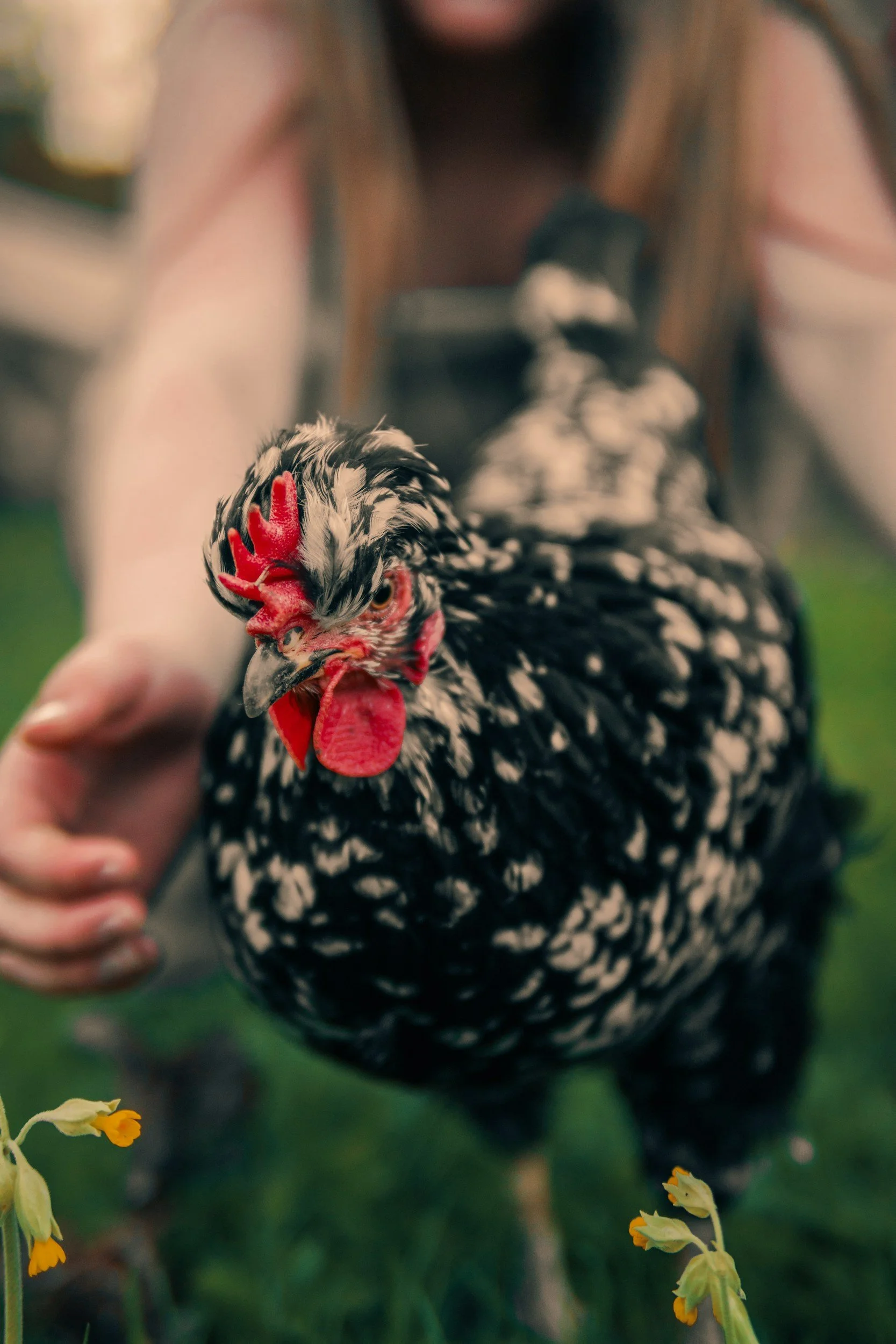 Close-up of a black and white speckled chicken with a bright red comb and wattles, held gently by a person with a blurred green background and some yellow flowers in the foreground.