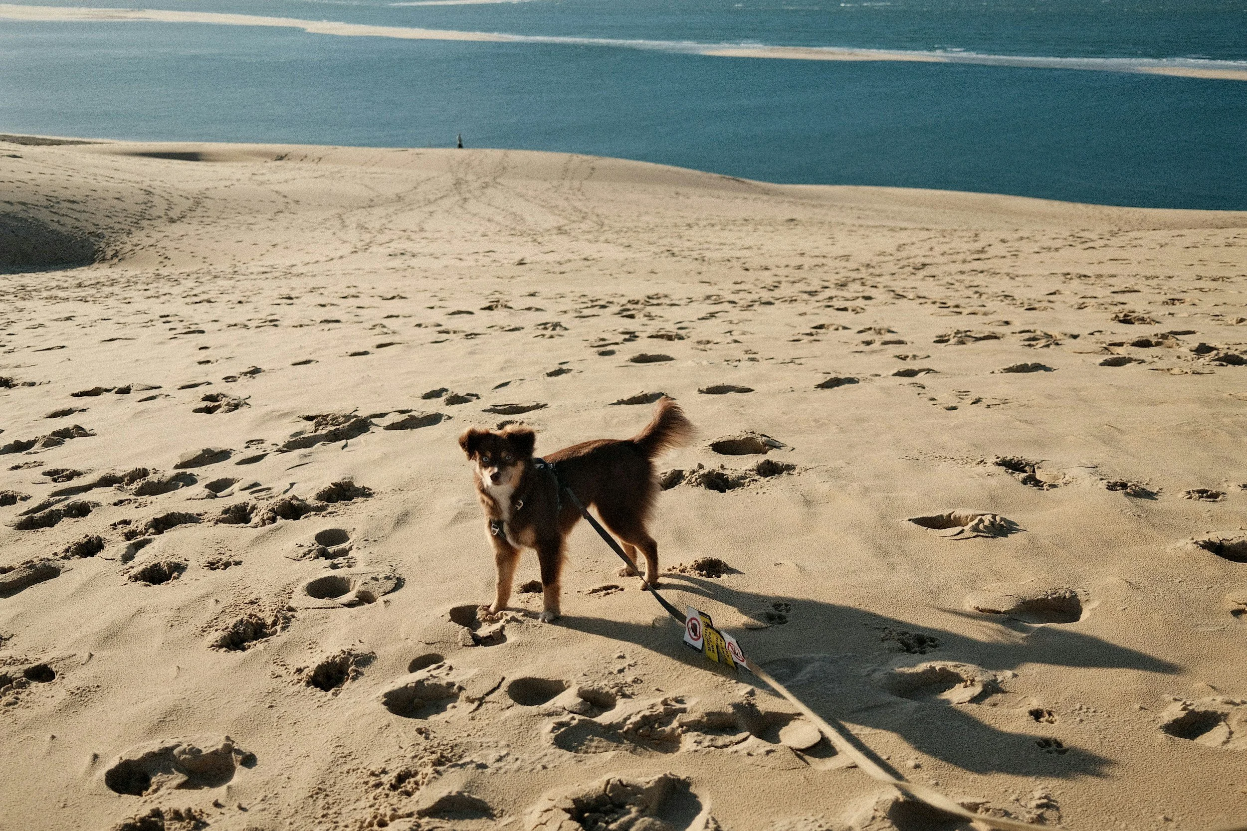 A small brown and black dog standing on sandy beach with footprints, near the ocean and sky in the background.