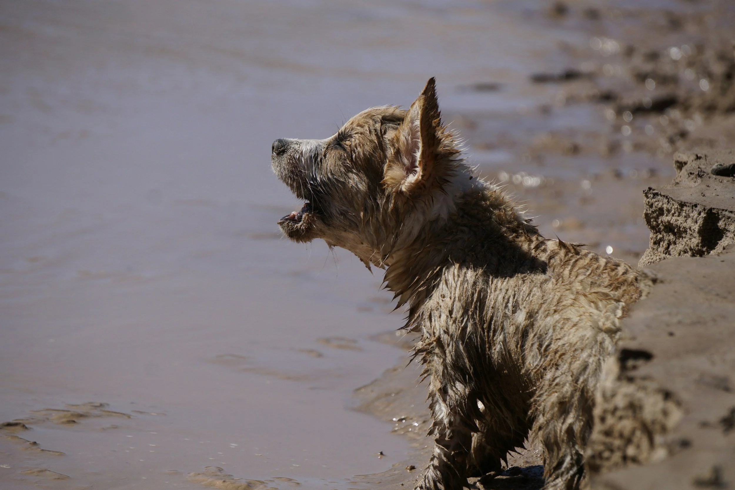 A wet dog sitting on the sandy beach near the water, with its eyes closed and mouth slightly open.