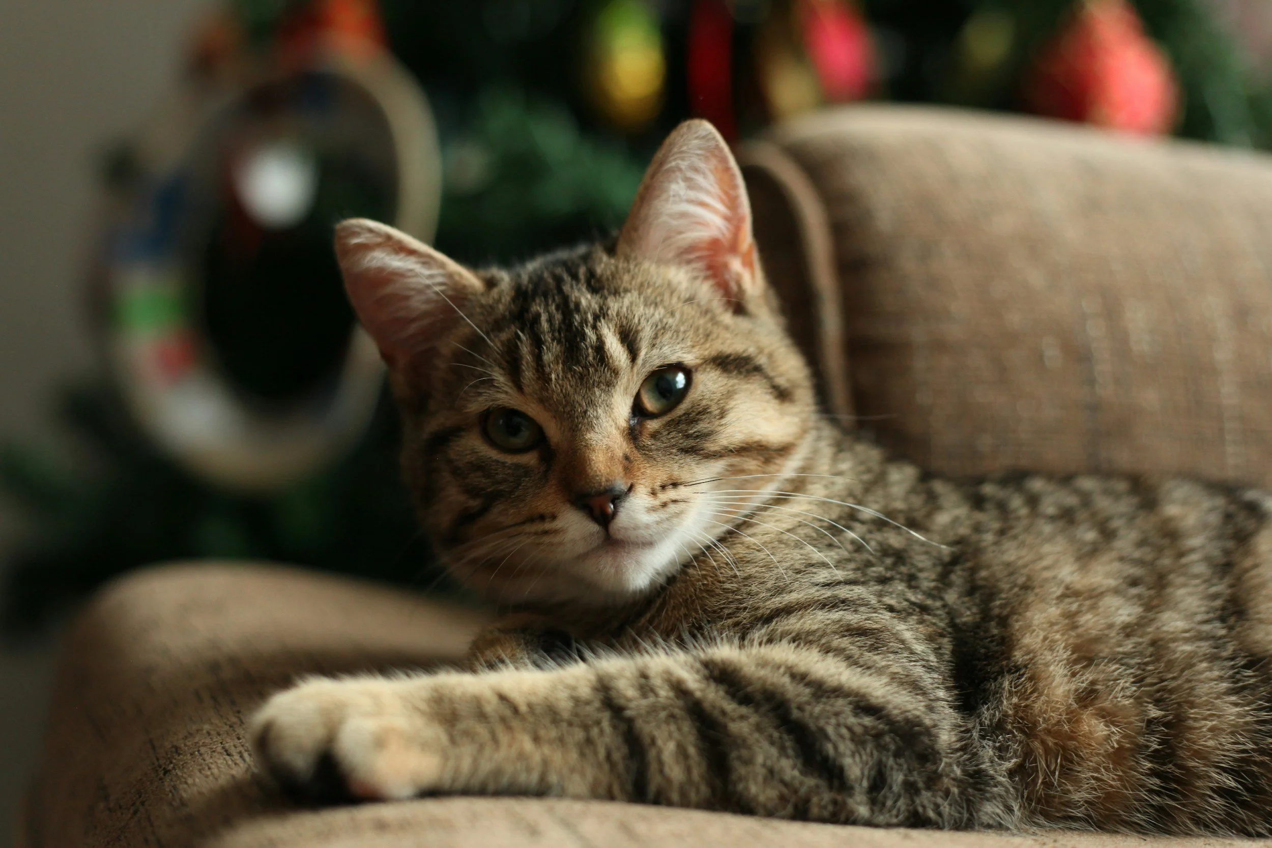 Close-up of a tabby cat lying on a brown sofa with Christmas decorations blurred in the background.