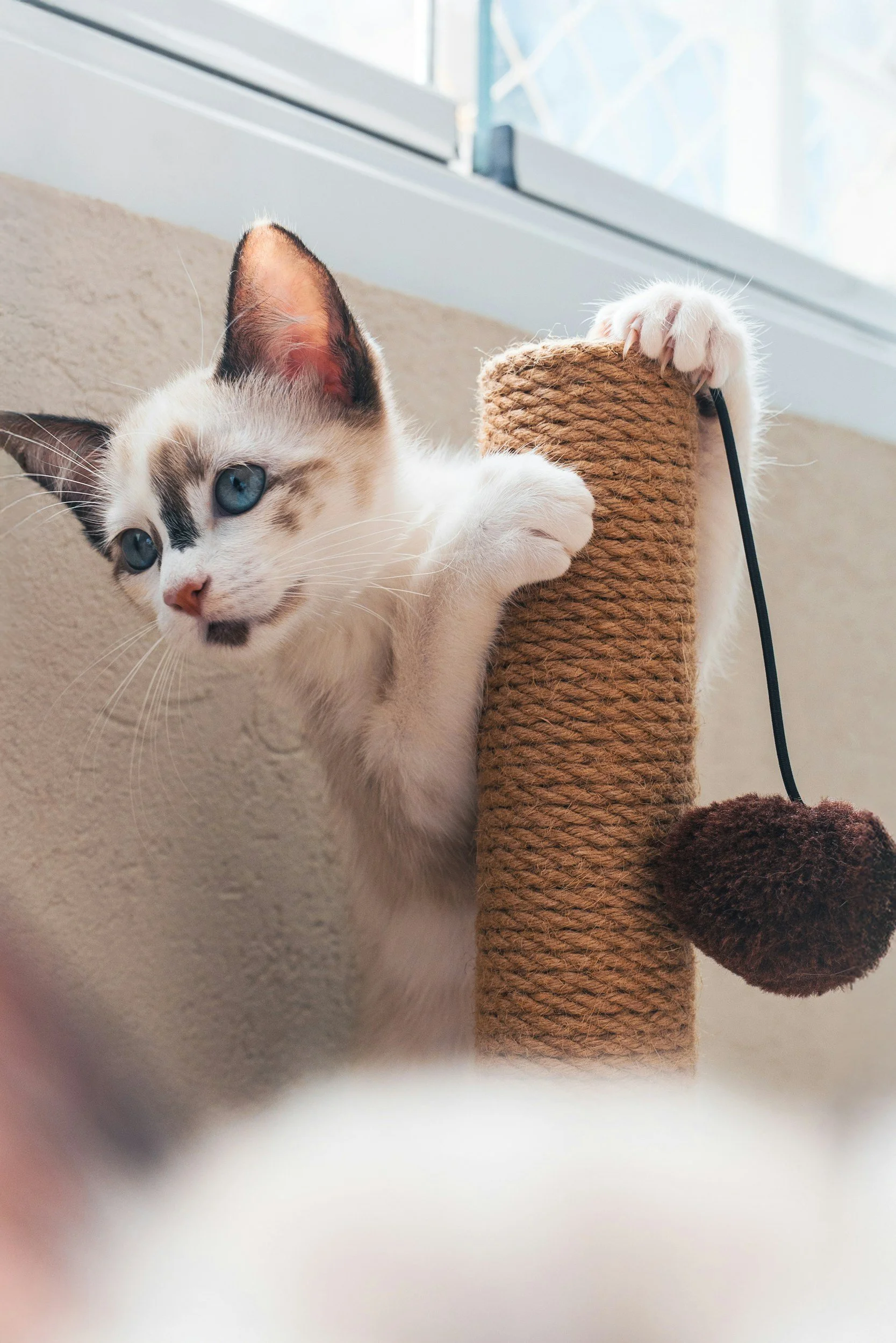 A curious white cat with blue eyes and brown markings plays with a scratching post wrapped in rope, near a glass window.