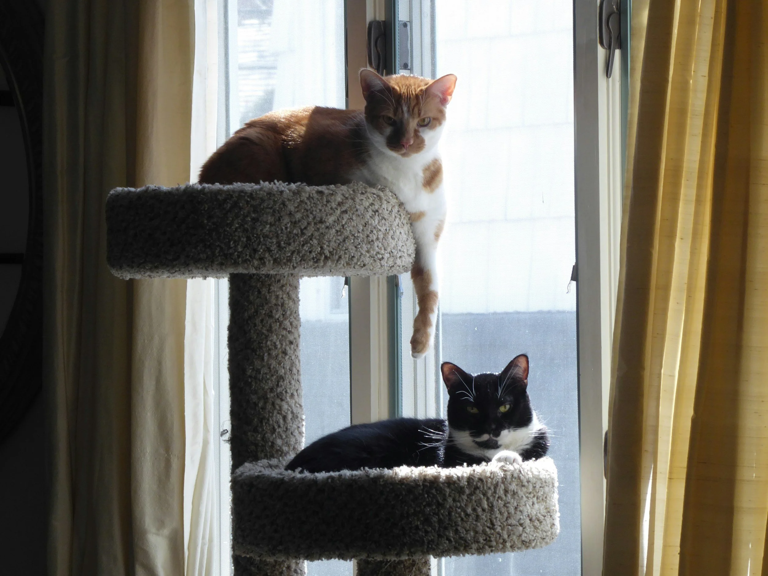 Two cats lounging on a carpeted cat tree near a window. One is an orange and white cat looking towards the camera, and the other is a black and white cat lying down with ears pointed forward.