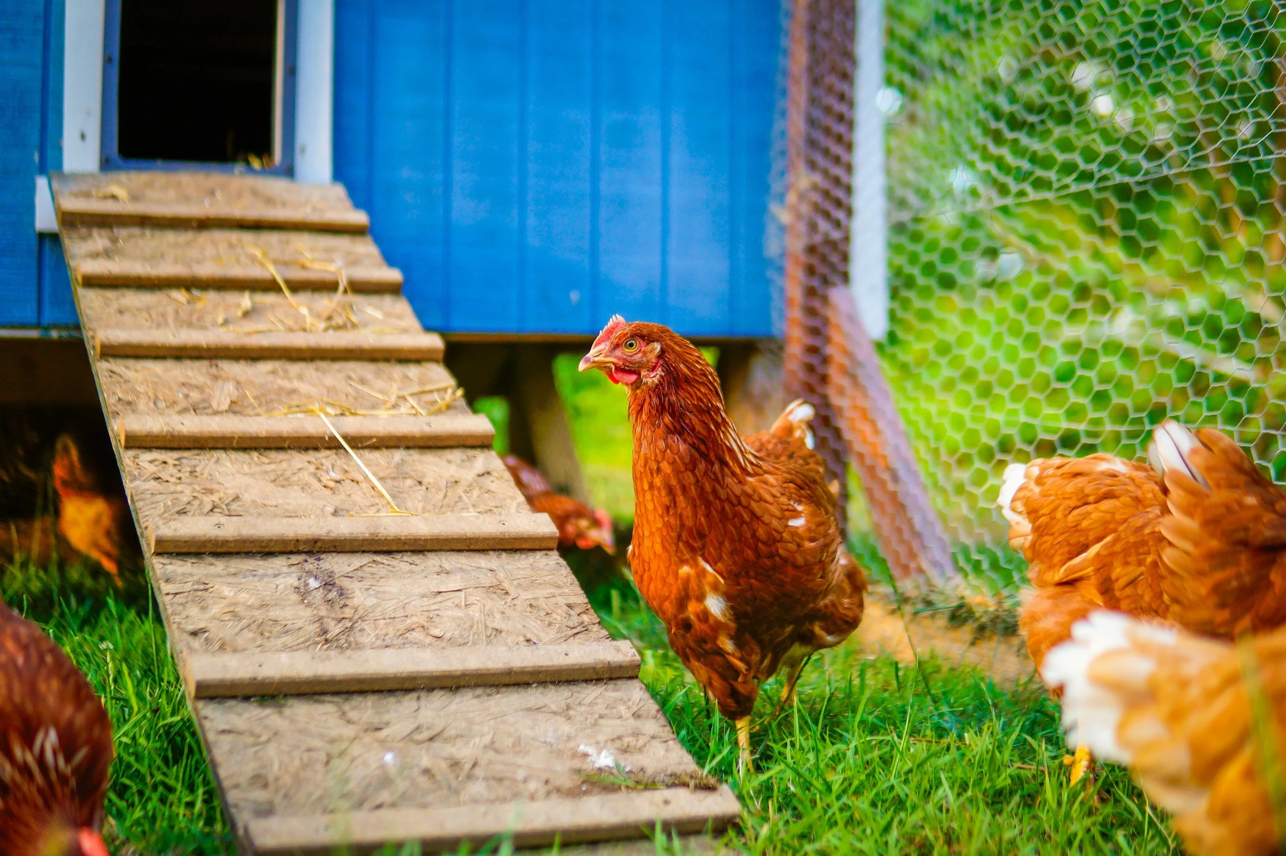A group of chickens near a wooden ramp leading to a chicken coop, with a green wire fence in the background.