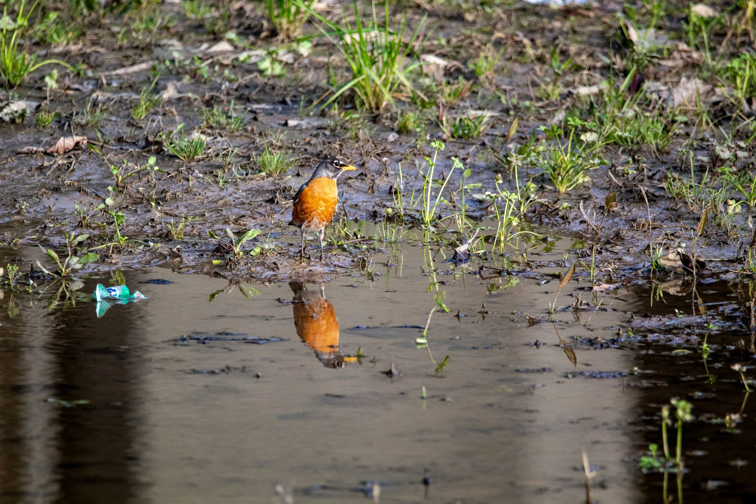 A bird with orange and black feathers standing in a muddy, wet area with green grass and plants, with its reflection visible in the water.