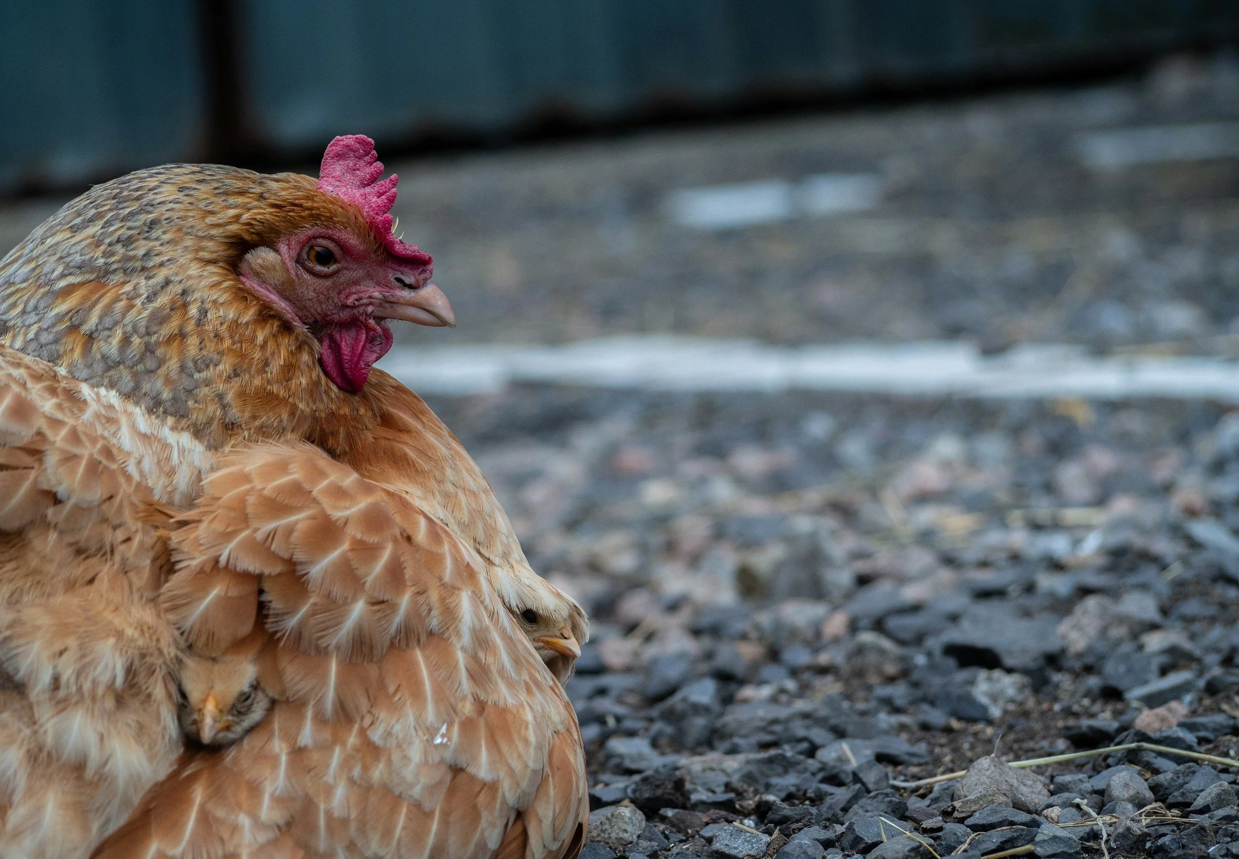 A close-up of a chicken resting on rocky ground with a blurred dark background.
