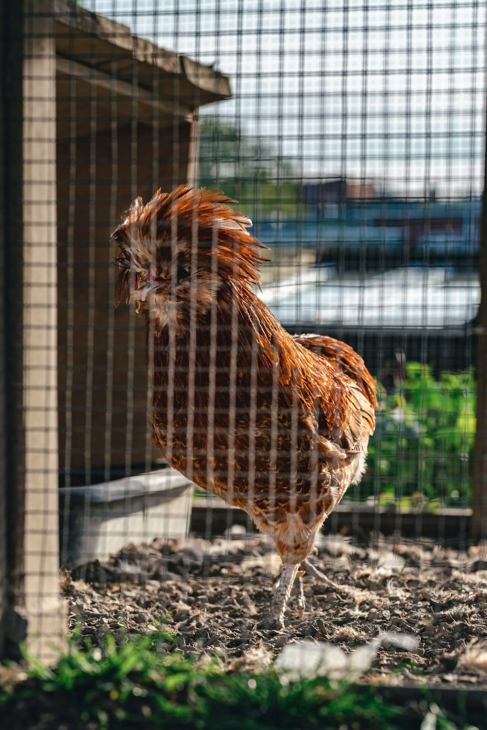 A chicken inside a wire cage outdoors, with sunlight illuminating its reddish-brown feathers and a blurred background of a building and greenery.