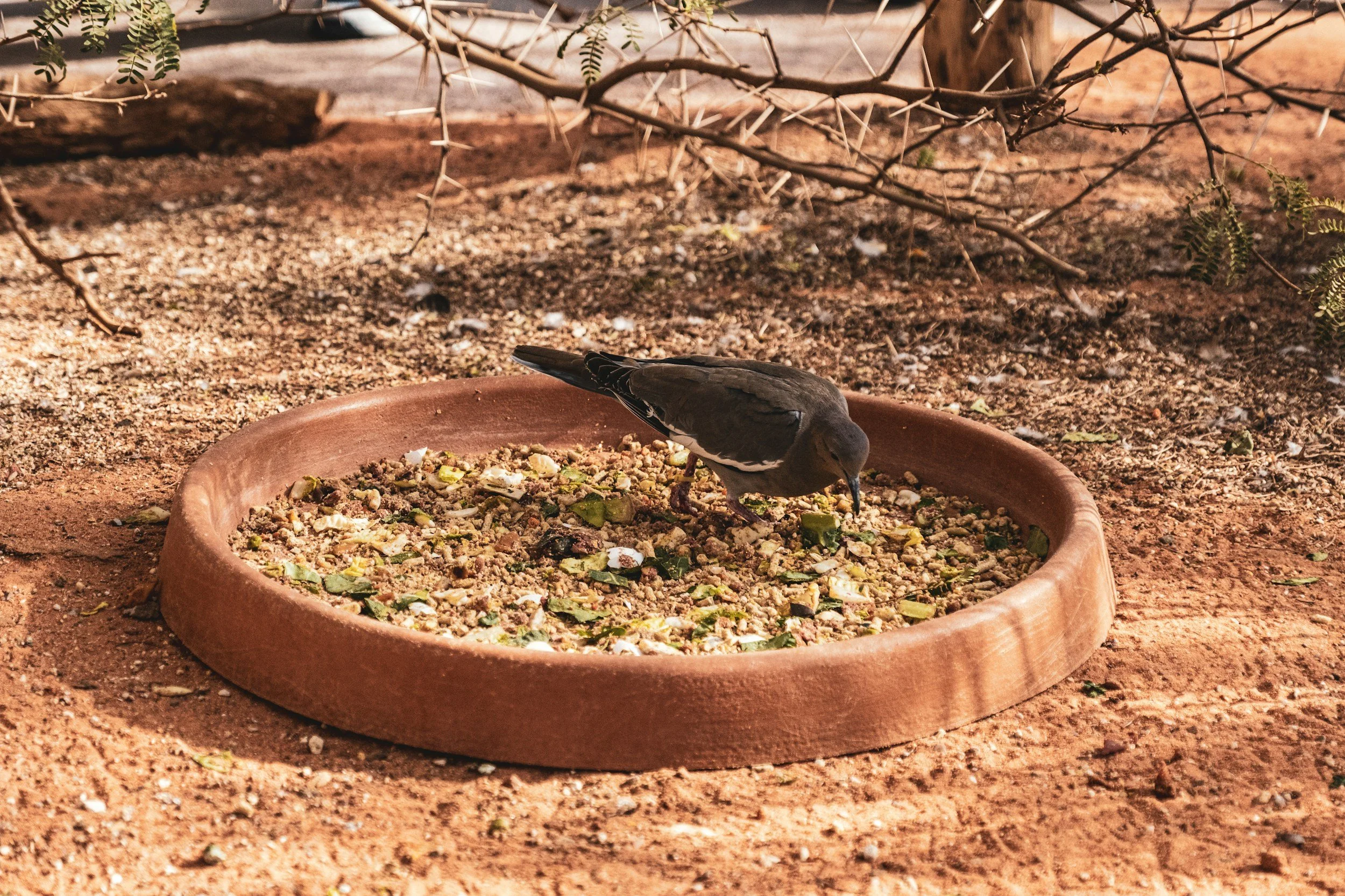 A bird pecking at food in a large, shallow clay dish on a dirt ground, with dry twigs and sparse green leaves in the background.