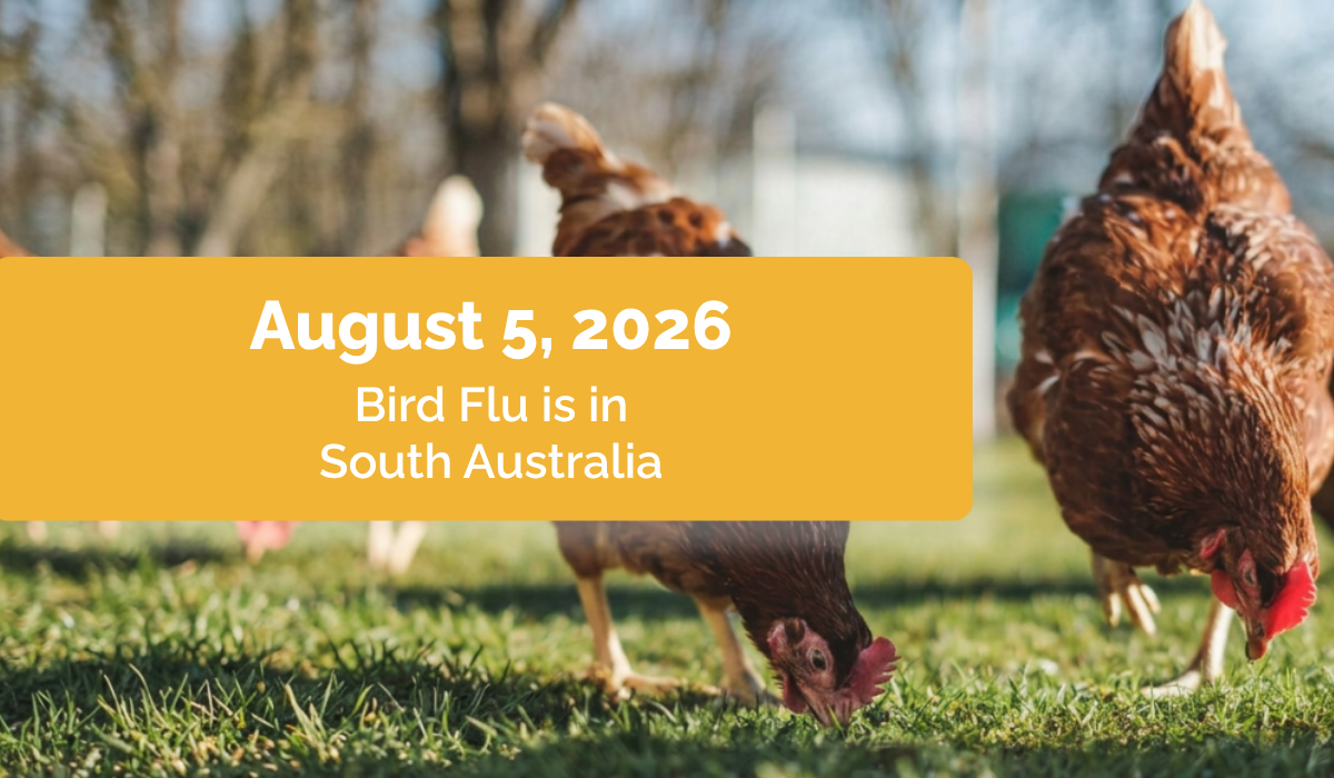 Bird flu in SA: What pet owners need to know