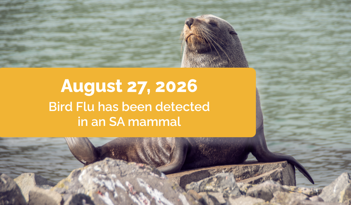 Bird Flu has been detected in Seals. Here’s how you can help protect your pets.&nbsp;