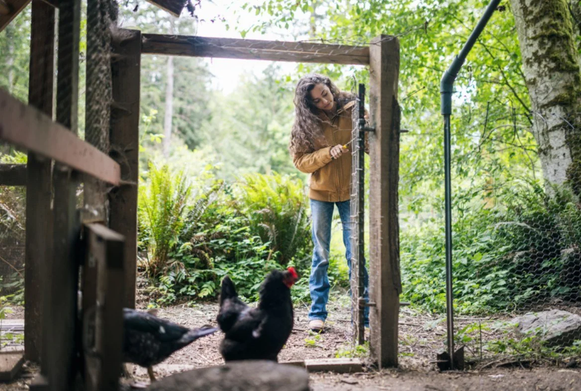 Young woman in a brown jacket standing in a chicken coop, tending to chickens outdoors surrounded by greenery.