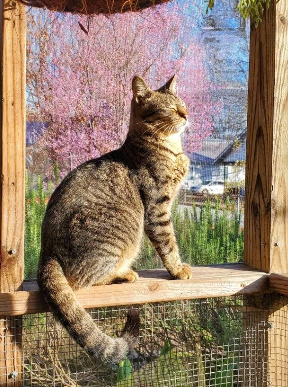 A tabby cat sitting on a wooden platform, looking outside through a screen window at cherry blossom trees and houses in the background on a sunny day.
