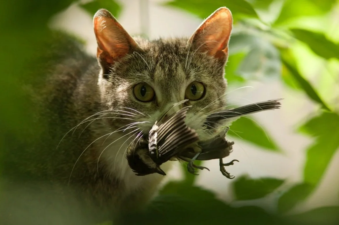 A house cat holding a large bird in its mouth among green leaves.