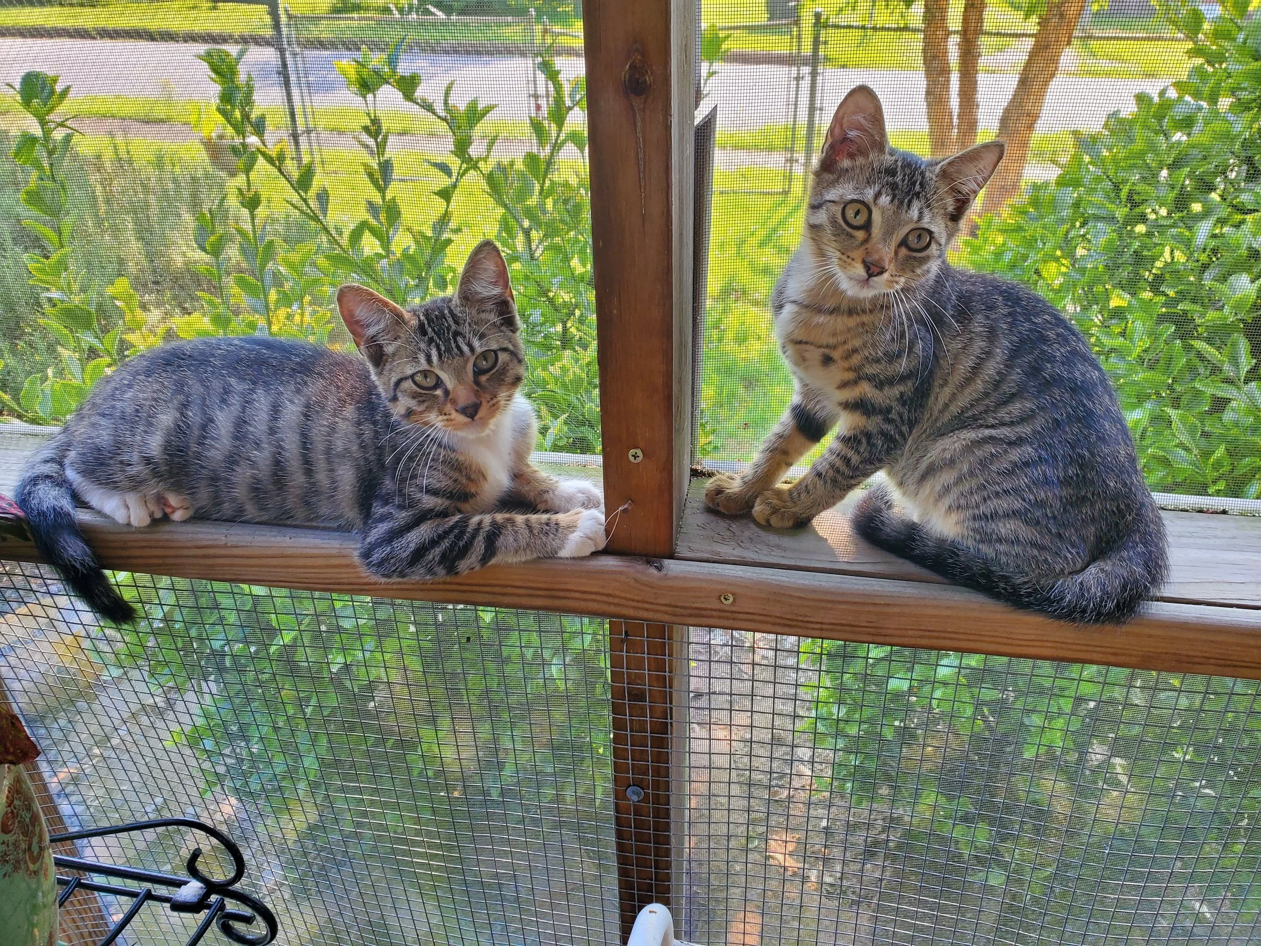 Two young tabby cats inside a screened porch with green bushes and trees outside.