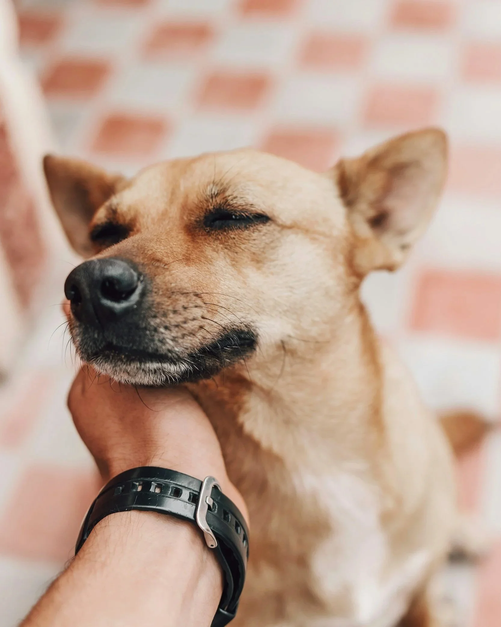 Close-up of a person holding a tan dog with closed eyes and its head resting on the person's shoulder, against a blurred brick wall background.